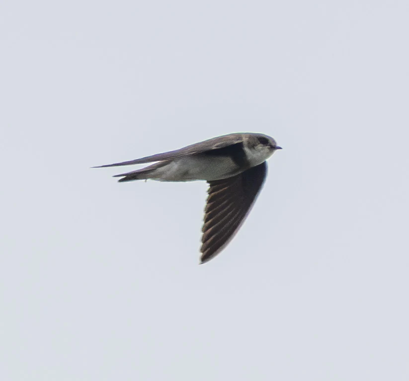 Sand Martin, Dogmersfield, Hampshire, UK — photo by Adam Prugel-Bennett