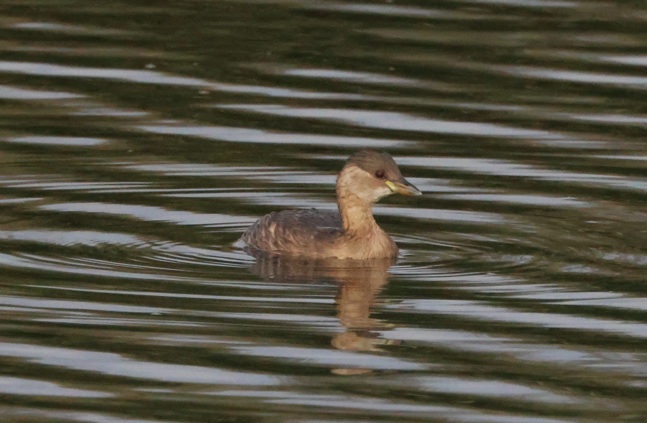 Little Grebe - Dabchick, Lymington, New Forest, UK — photo by Adam Prugel-Bennett