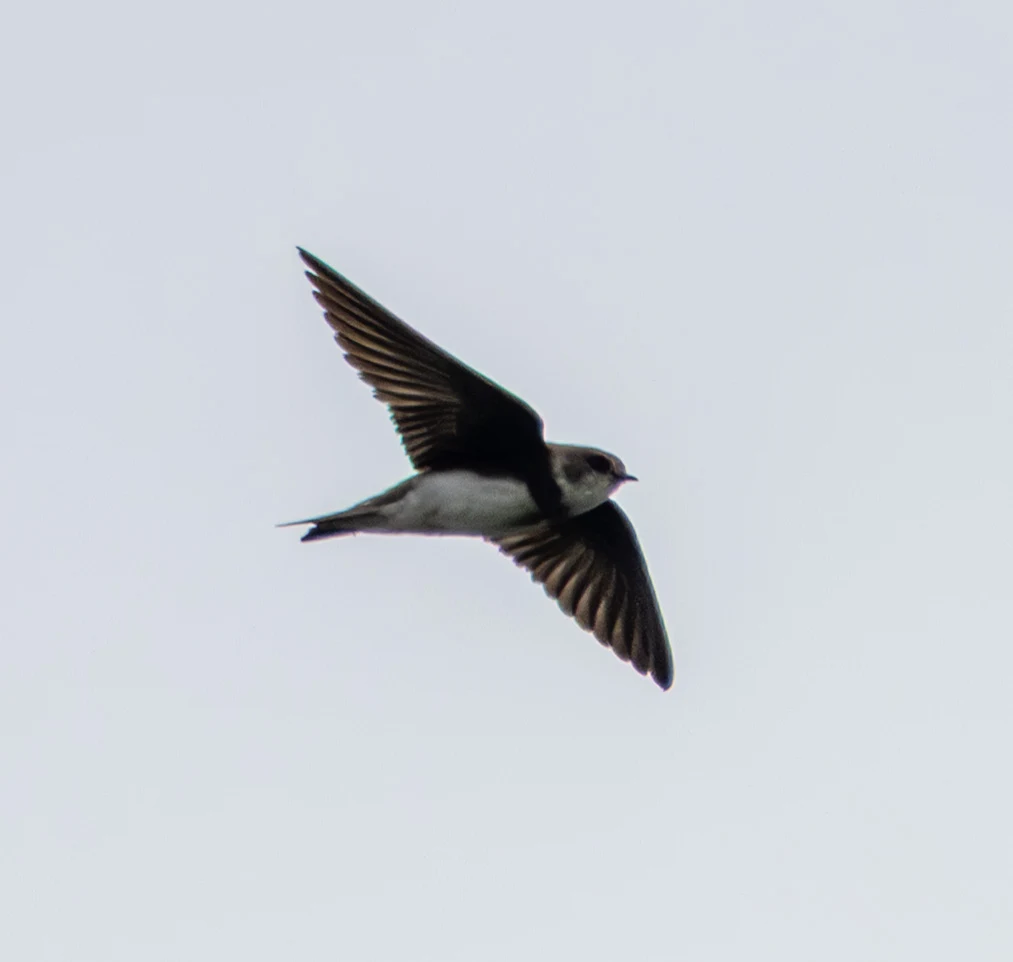 Sand Martin, Dogmersfield, Hampshire, UK — photo by Adam Prugel-Bennett