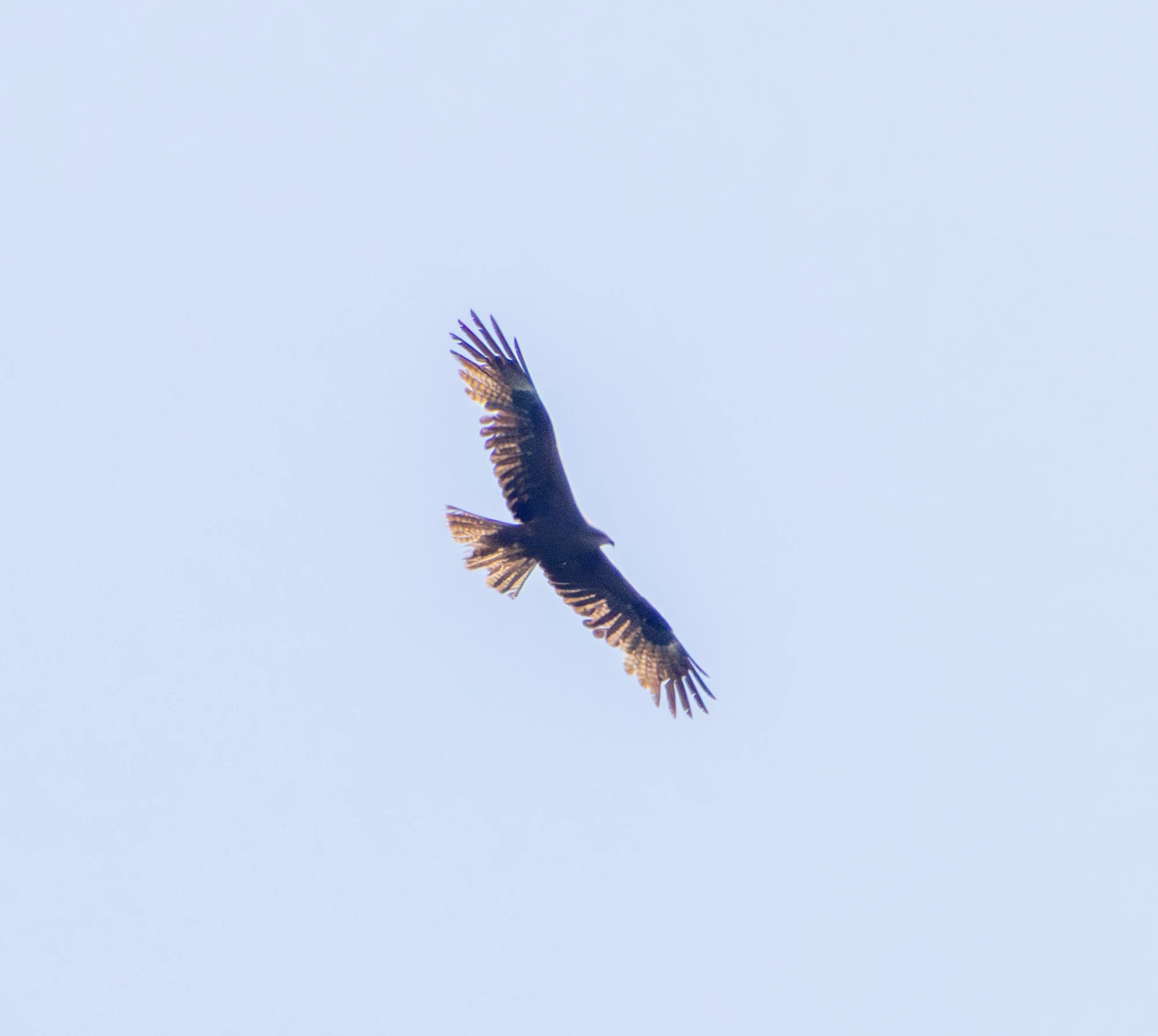 Blacke Kite, Danube Delta, Romania — photo by Adam Prugel-Bennett