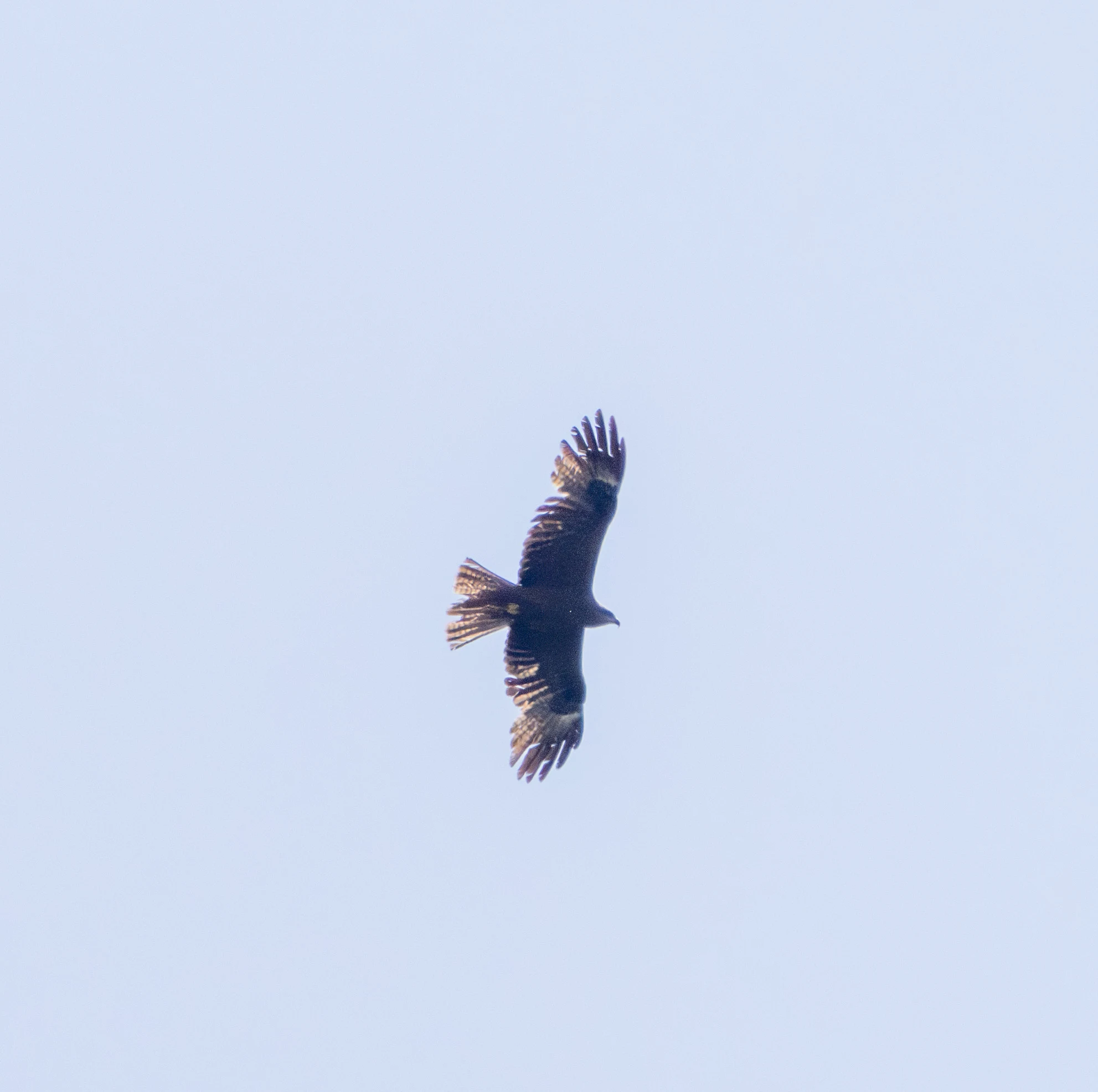 Black Kite, Danube Delta, Romania — photo by Adam Prugel-Bennett