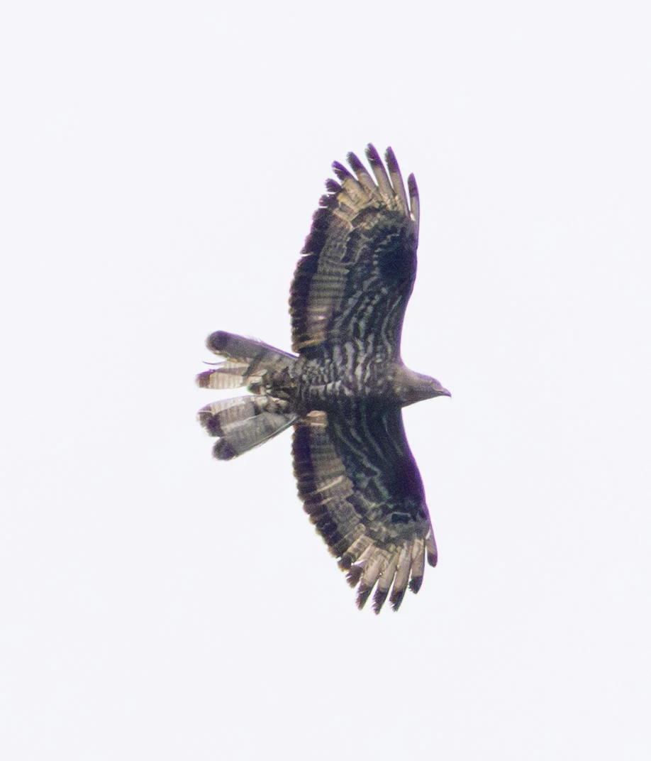 European Honey Buzzard, Woolbeding Common, West Sussex, UK — photo by Adam Prugel-Bennett