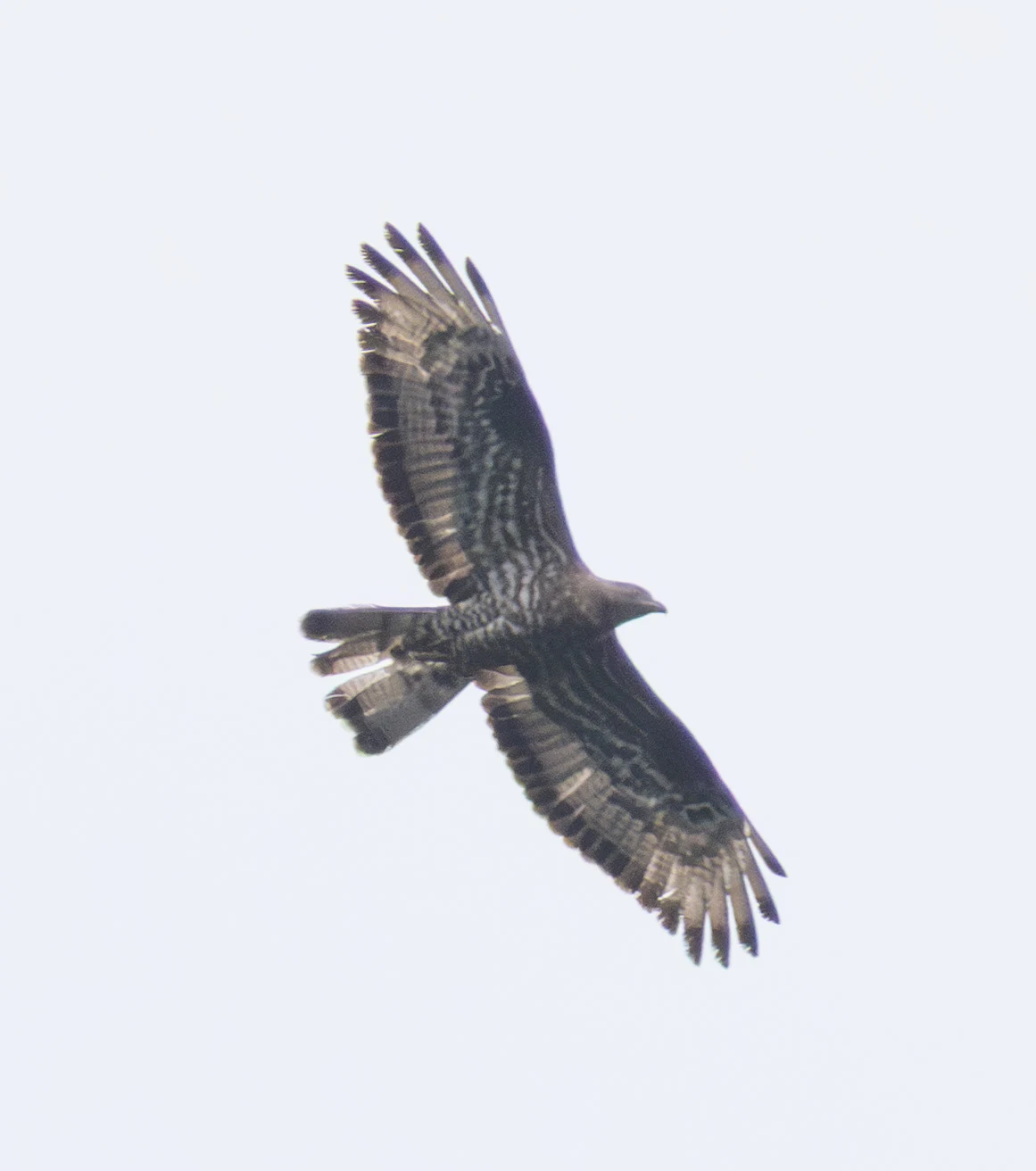 European Honey Buzzard, Woolbeding Common, West Sussex, UK — photo by Adam Prugel-Bennett