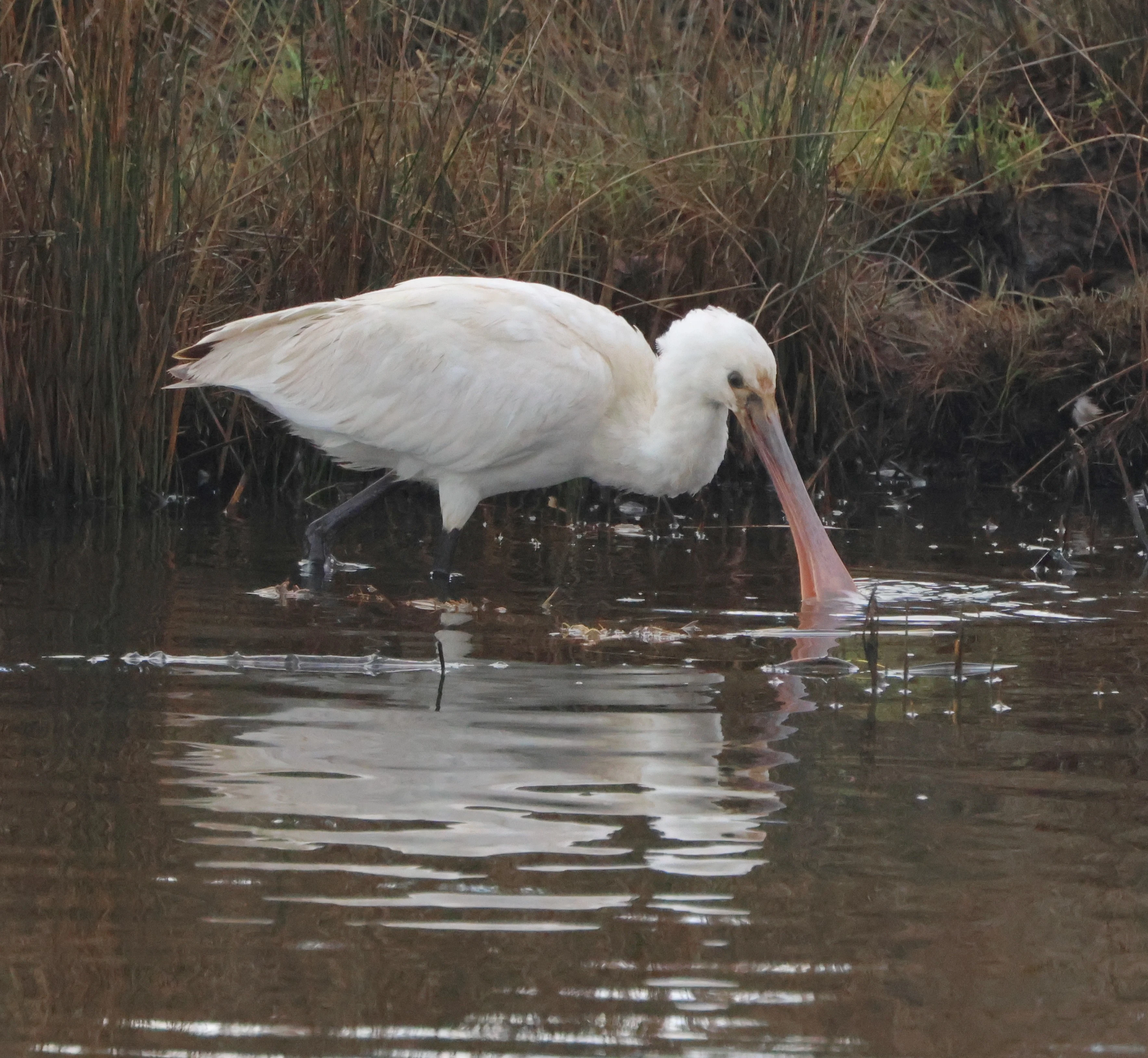 Spoonbill, Lymington, New Forest, UK — photo by Adam Prugel-Bennett