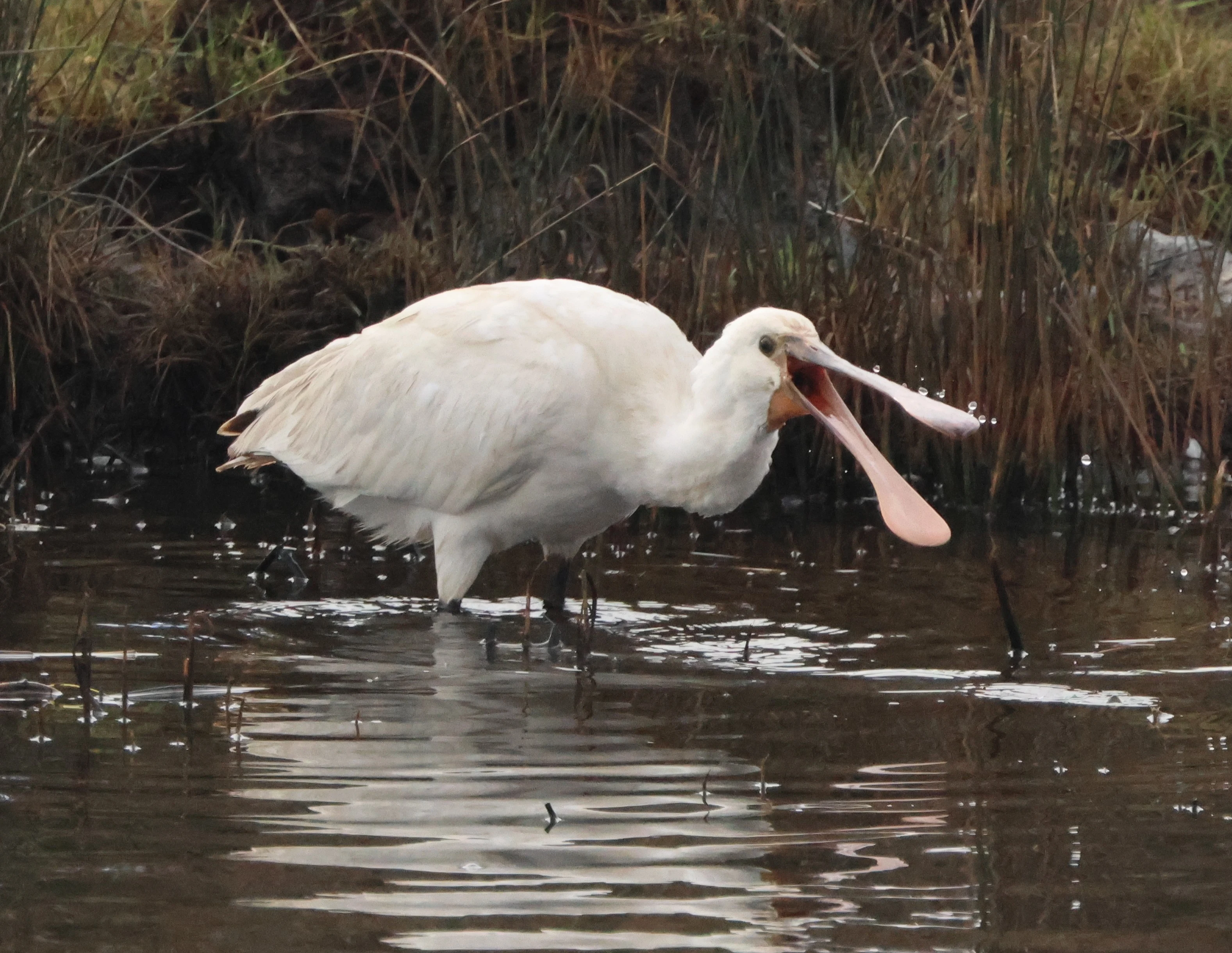 Spoonbill, Lymington, New Forest, UK — photo by Adam Prugel-Bennett