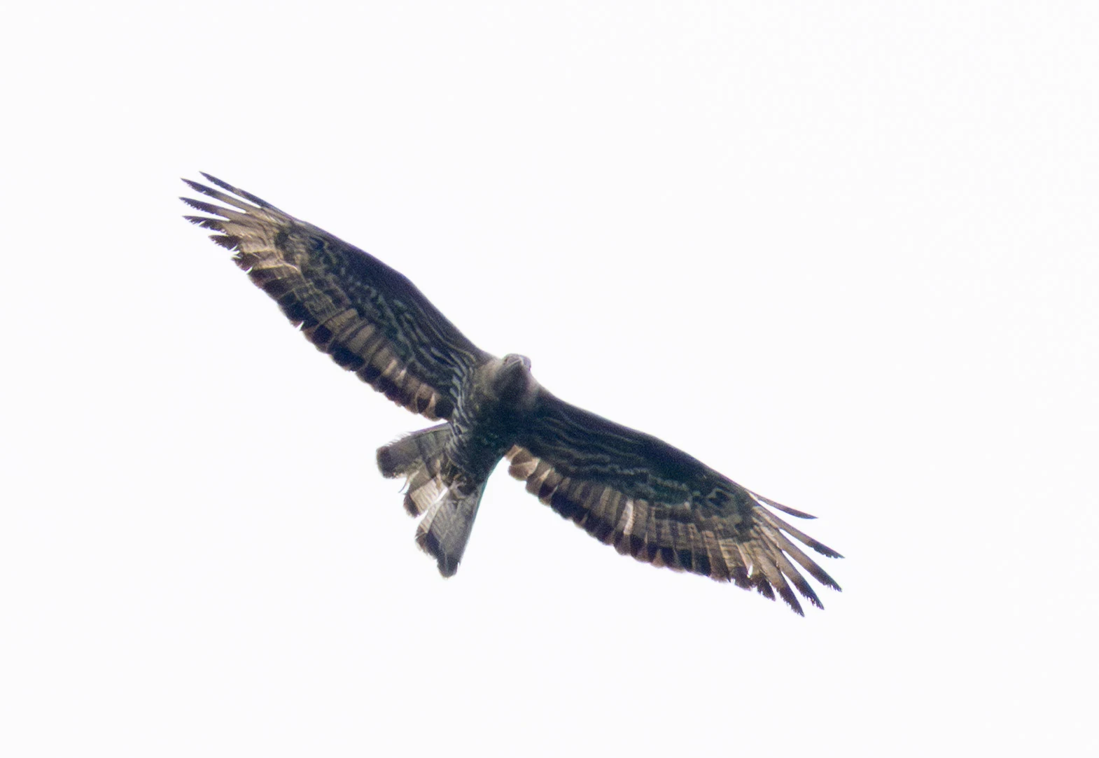 European Honey Buzzard, Woolbeding Common, West Sussex, UK — photo by Adam Prugel-Bennett