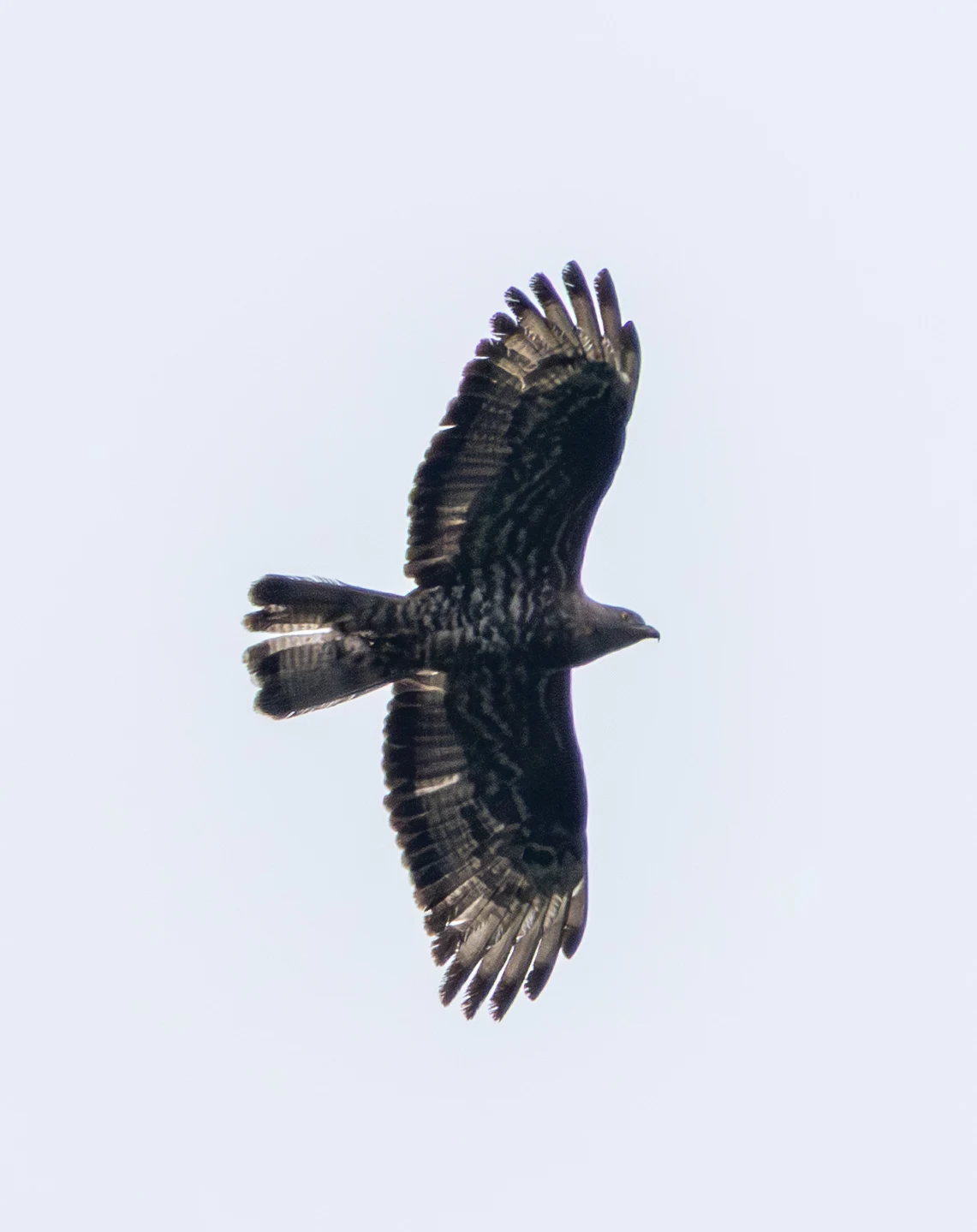 European Honey Buzzard, Woolbeding Common, West Sussex, UK — photo by Adam Prugel-Bennett
