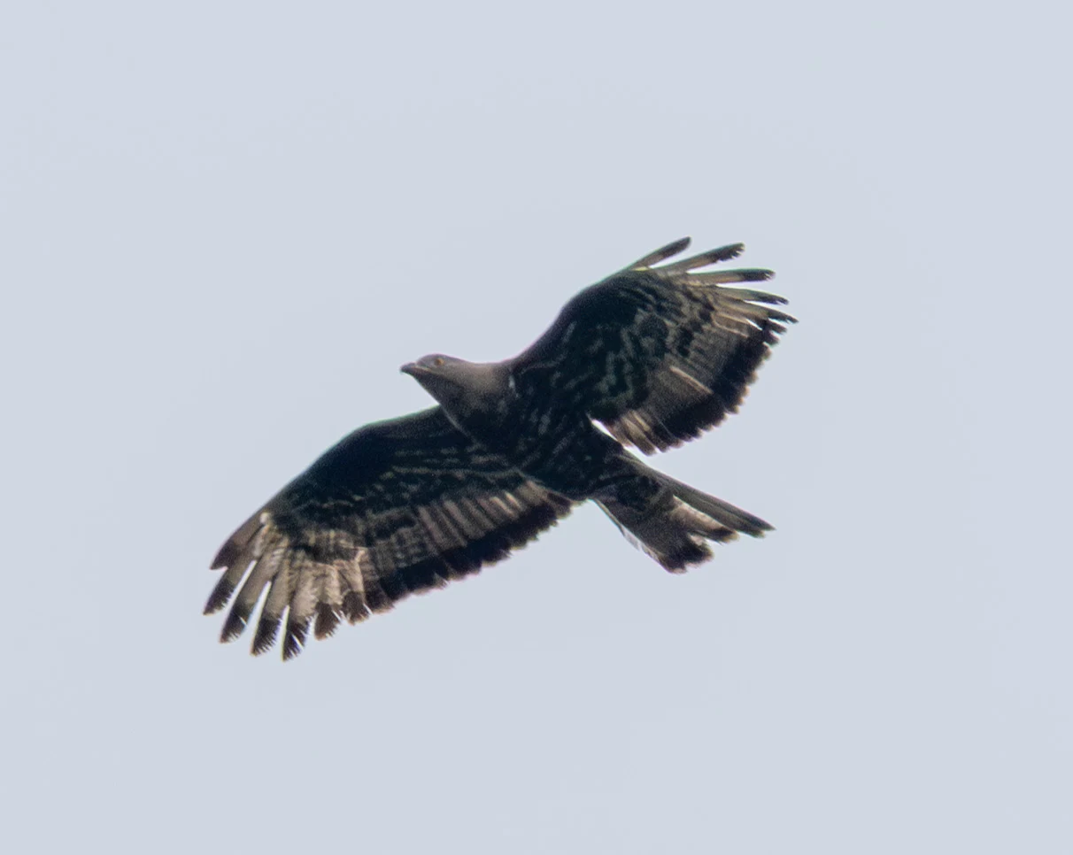 European Honey Buzzard, Woolbeding Common, West Sussex, UK — photo by Adam Prugel-Bennett