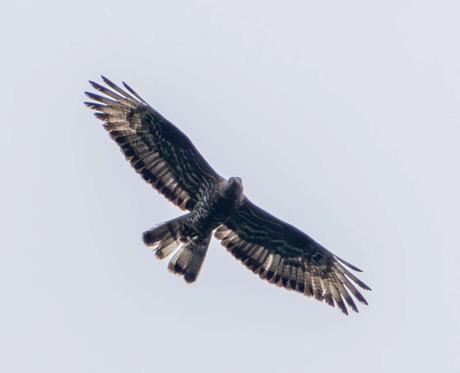 European Honey Buzzard, Woolbeding Common, West Sussex, UK — photo by Adam Prugel-Bennett