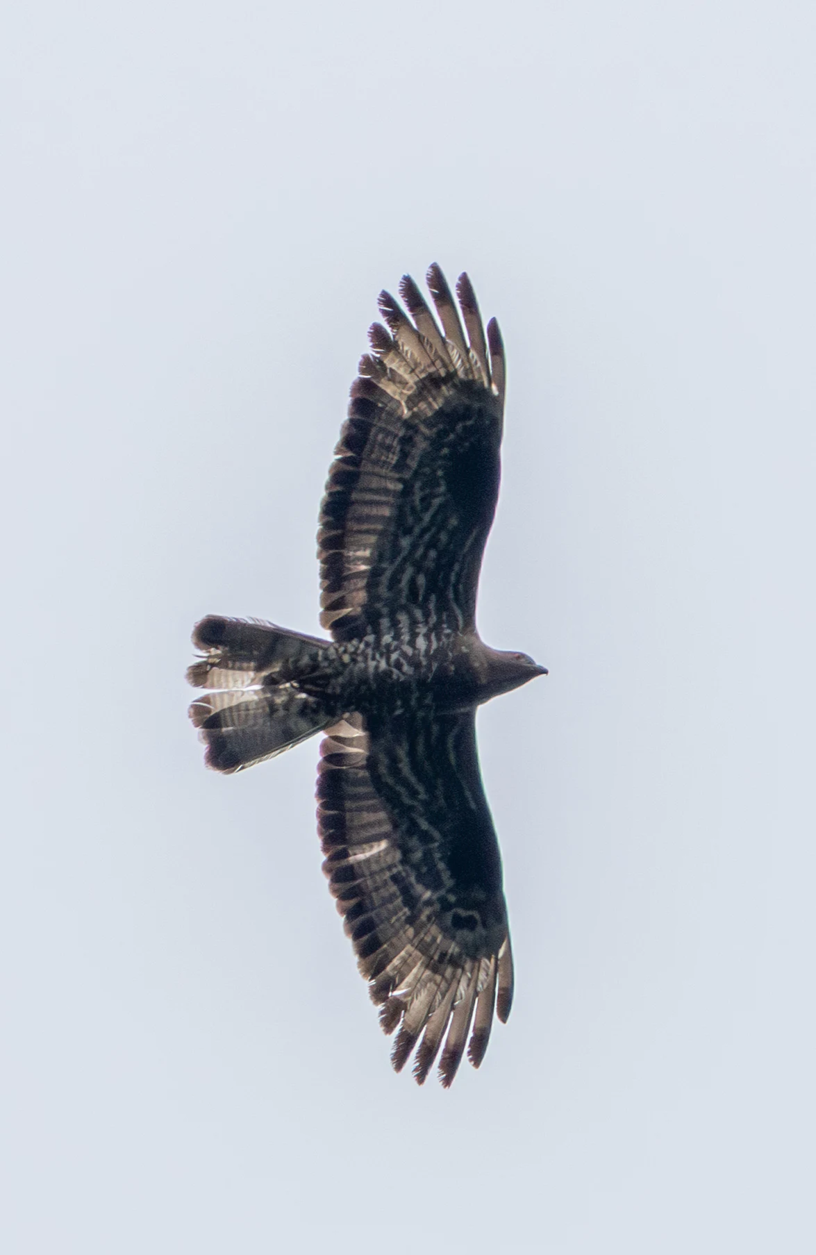 European Honey Buzzard, Woolbeding Common, West Sussex, UK — photo by Adam Prugel-Bennett