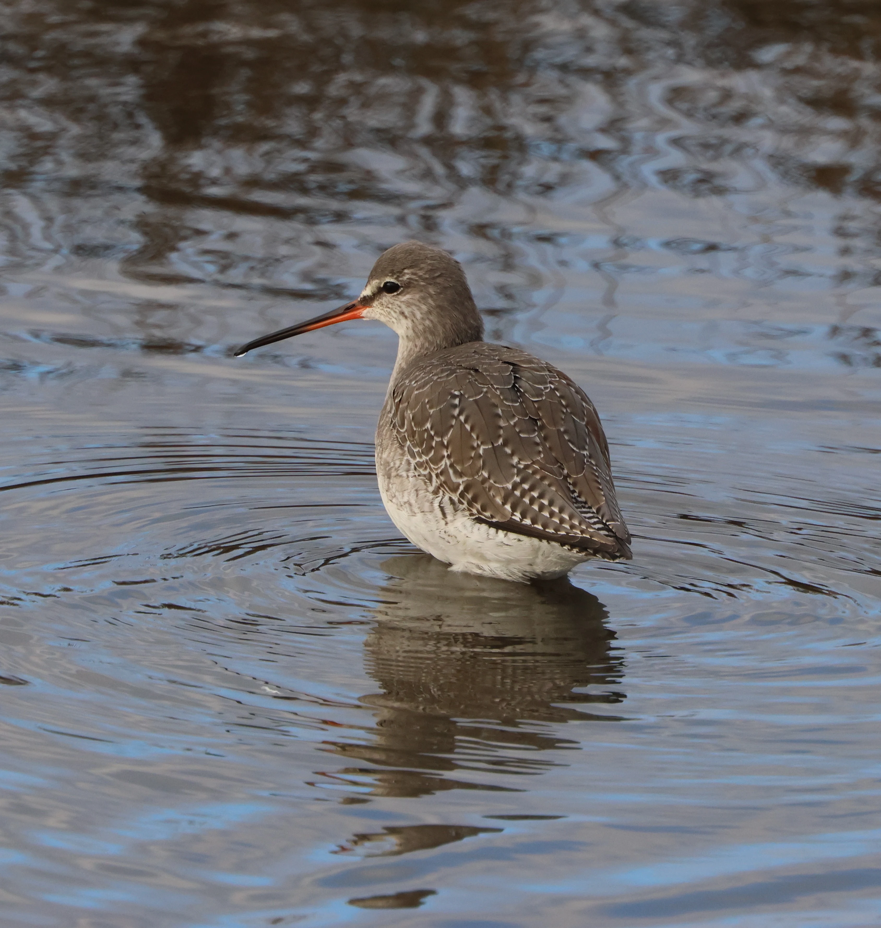 Spotted Redshank, Lymington, New Forest, UK — photo by Adam Prugel-Bennett