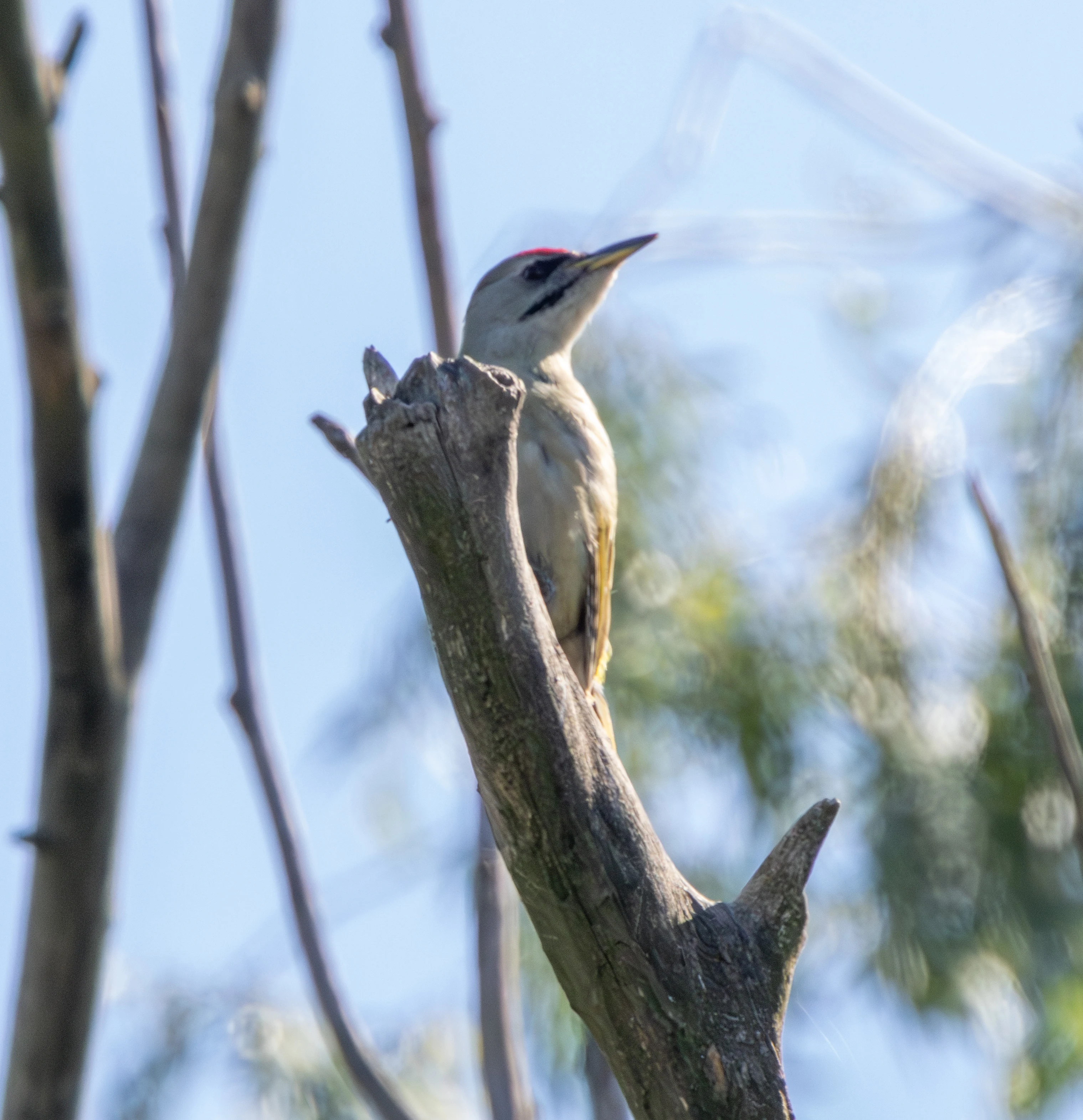 Grey-headed Woodpecker, Danube Delta, Romania — photo by Adam Prugel-Bennett