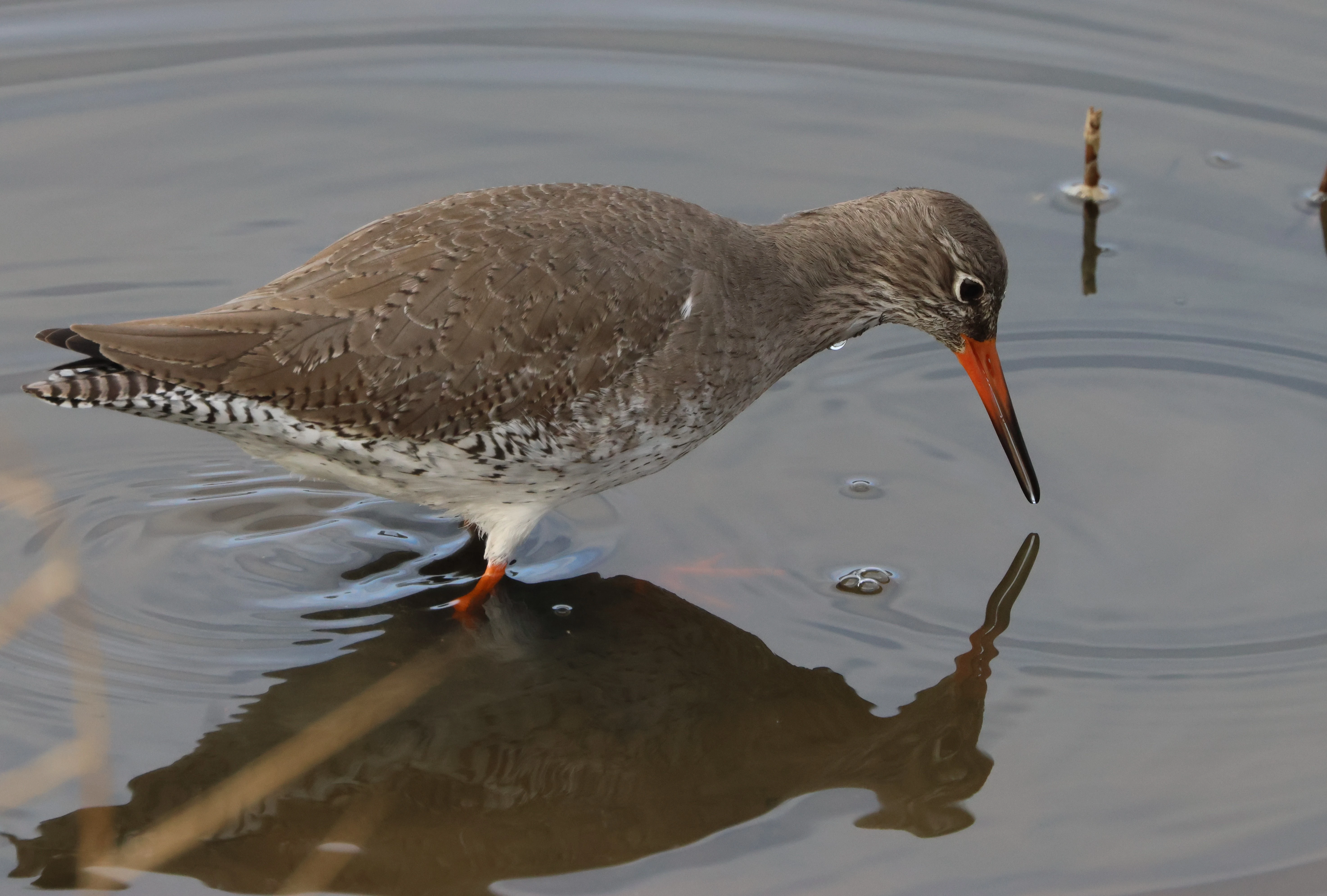 Common redshank, Lymington, New Forest, UK — photo by Adam Prugel-Bennett