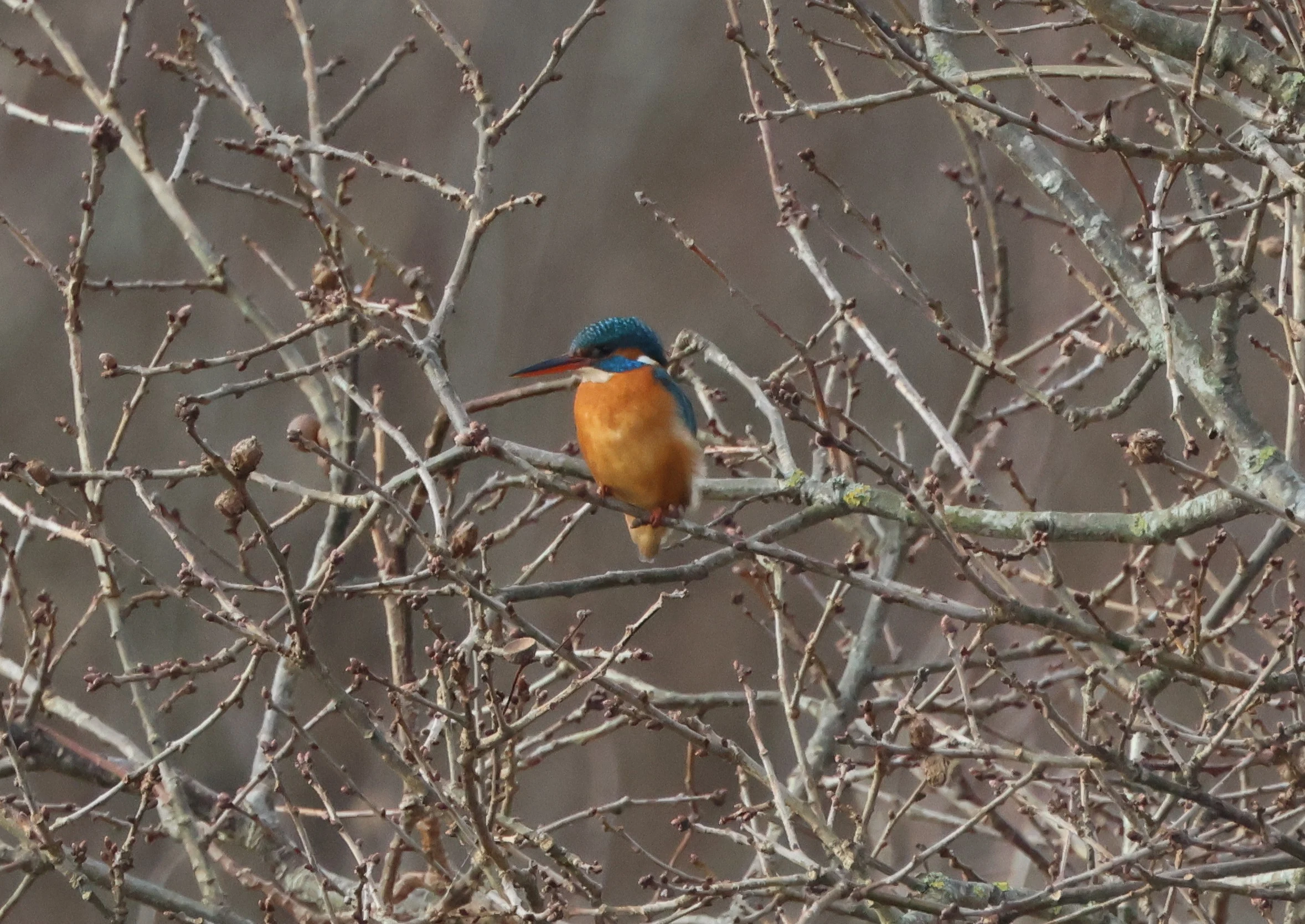 Kingfisher, Lymington, New Forest, UK — photo by Adam Prugel-Bennett