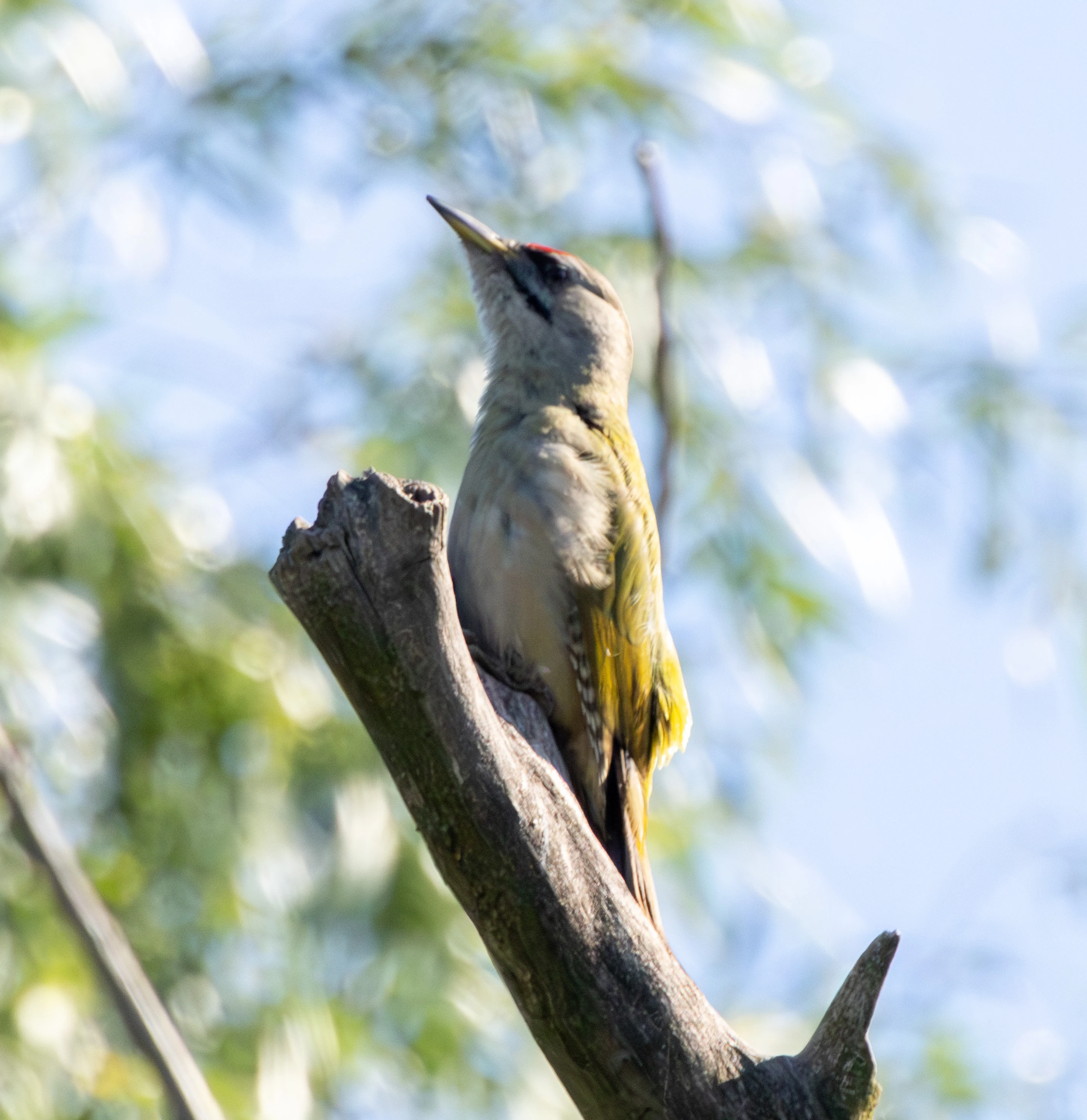 Grey-headed Woodpecker, Danube Delta, Romania — photo by Adam Prugel-Bennett