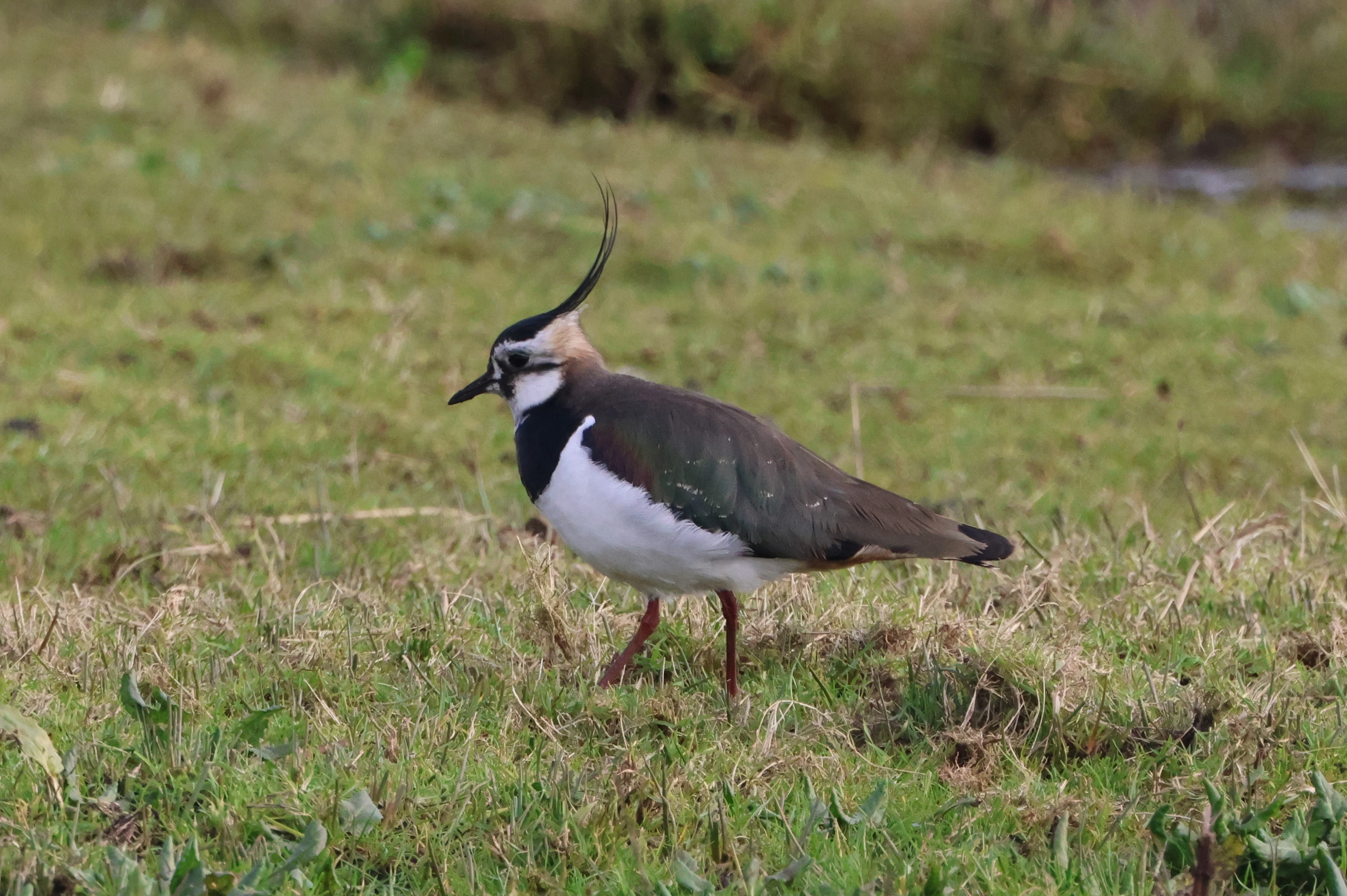 Lapwing, Lymington, New Forest, UK — photo by Adam Prugel-Bennett