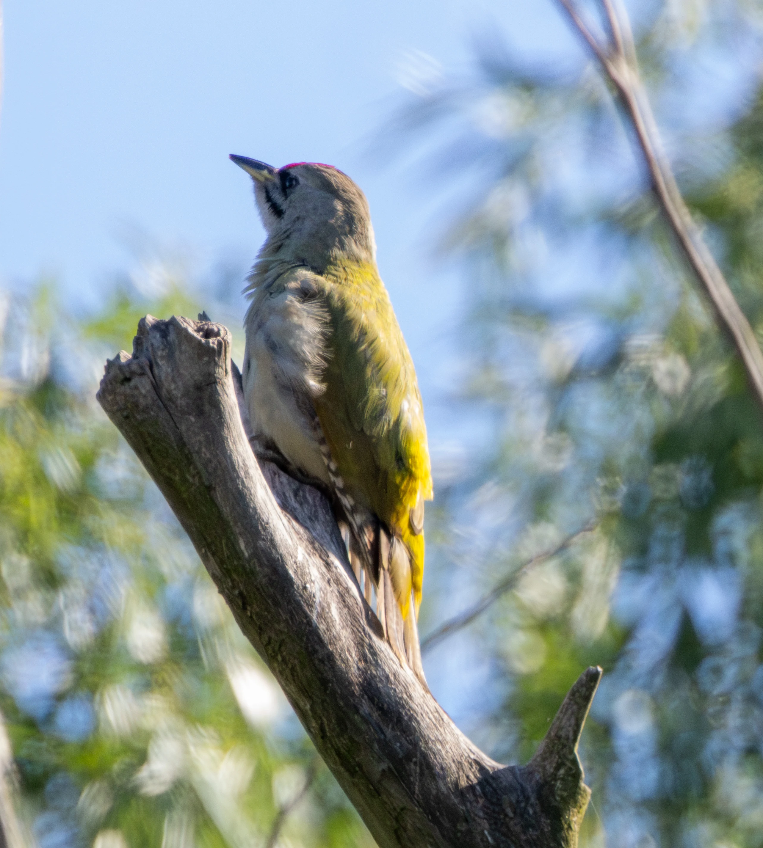 Grey-headed Woodpecker, Danube Delta, Romania — photo by Adam Prugel-Bennett