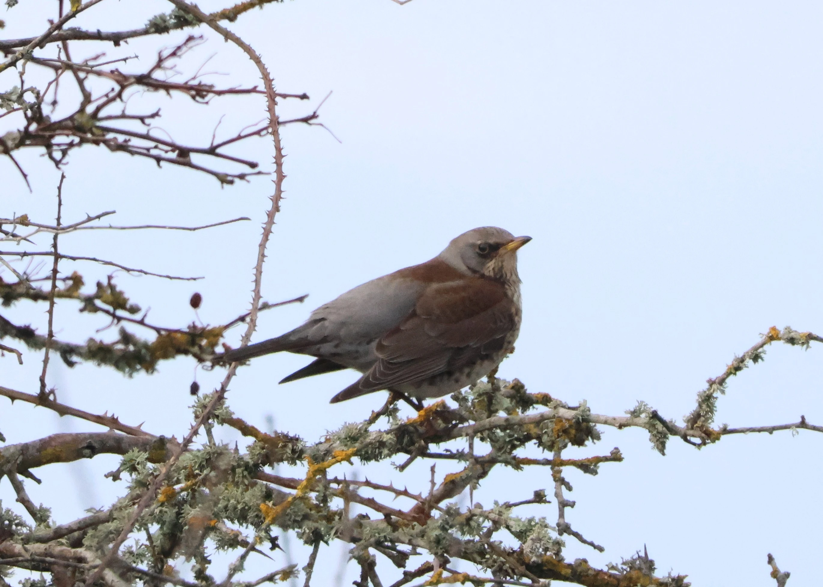 Fieldfare, Lymington, New Forest, UK — photo by Adam Prugel-Bennett