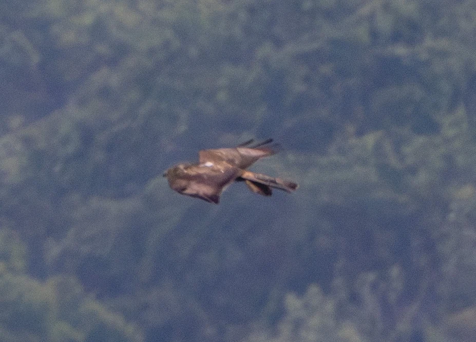 European Honey Buzzard, Woolbeding Common, West Sussex, UK — photo by Adam Prugel-Bennett