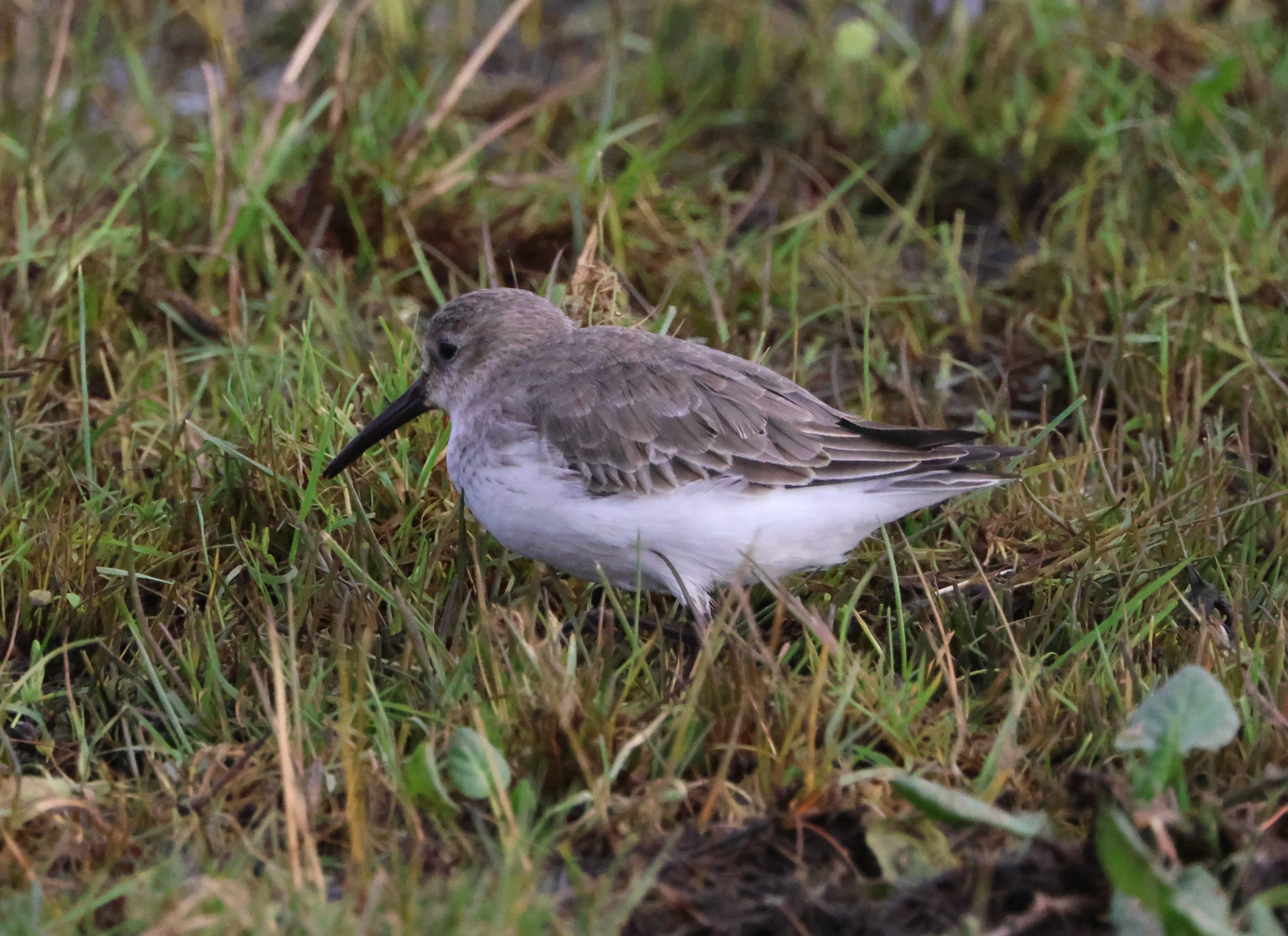 Dunlin, Lymington, New Forest, UK — photo by Adam Prugel-Bennett