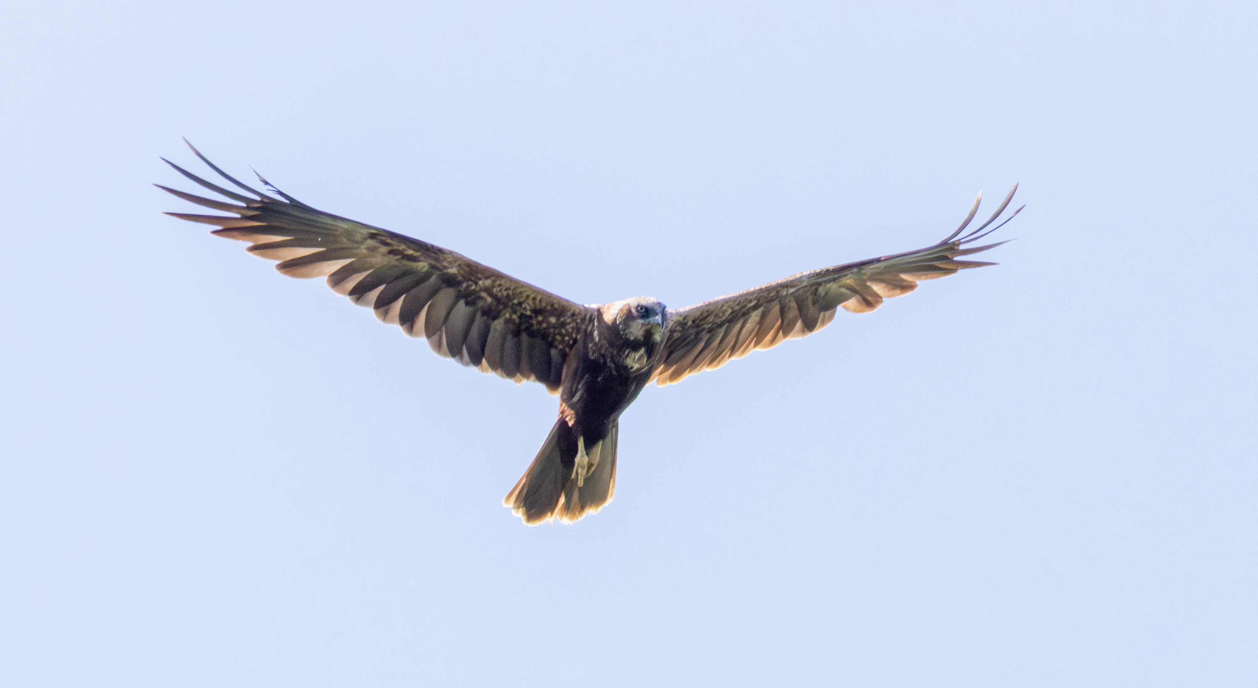 Western Marsh Harrier, Danube Delta, Romania — photo by Adam Prugel-Bennett