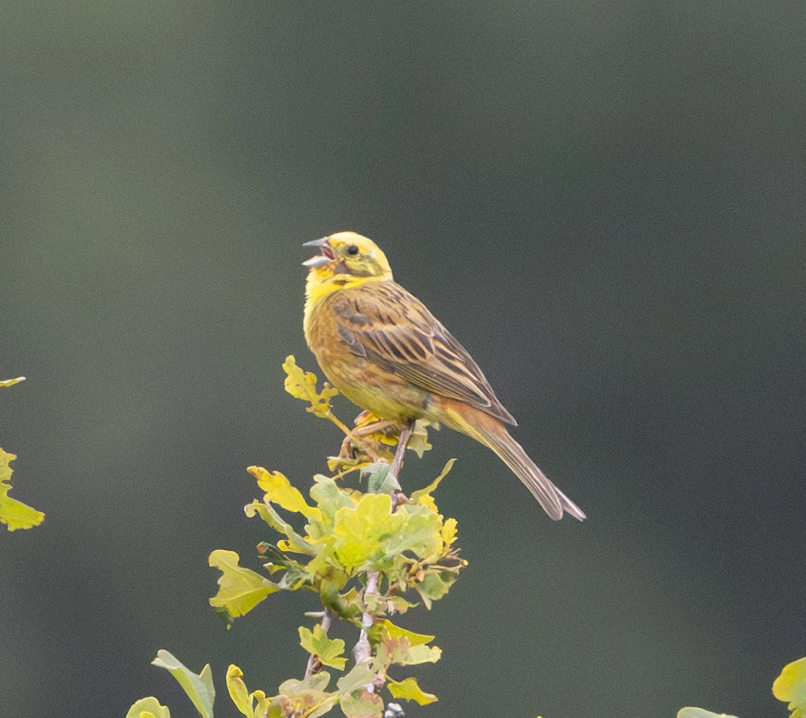 Yellowhammer, Woolbeding Common, West Sussex, UK — photo by Adam Prugel-Bennett