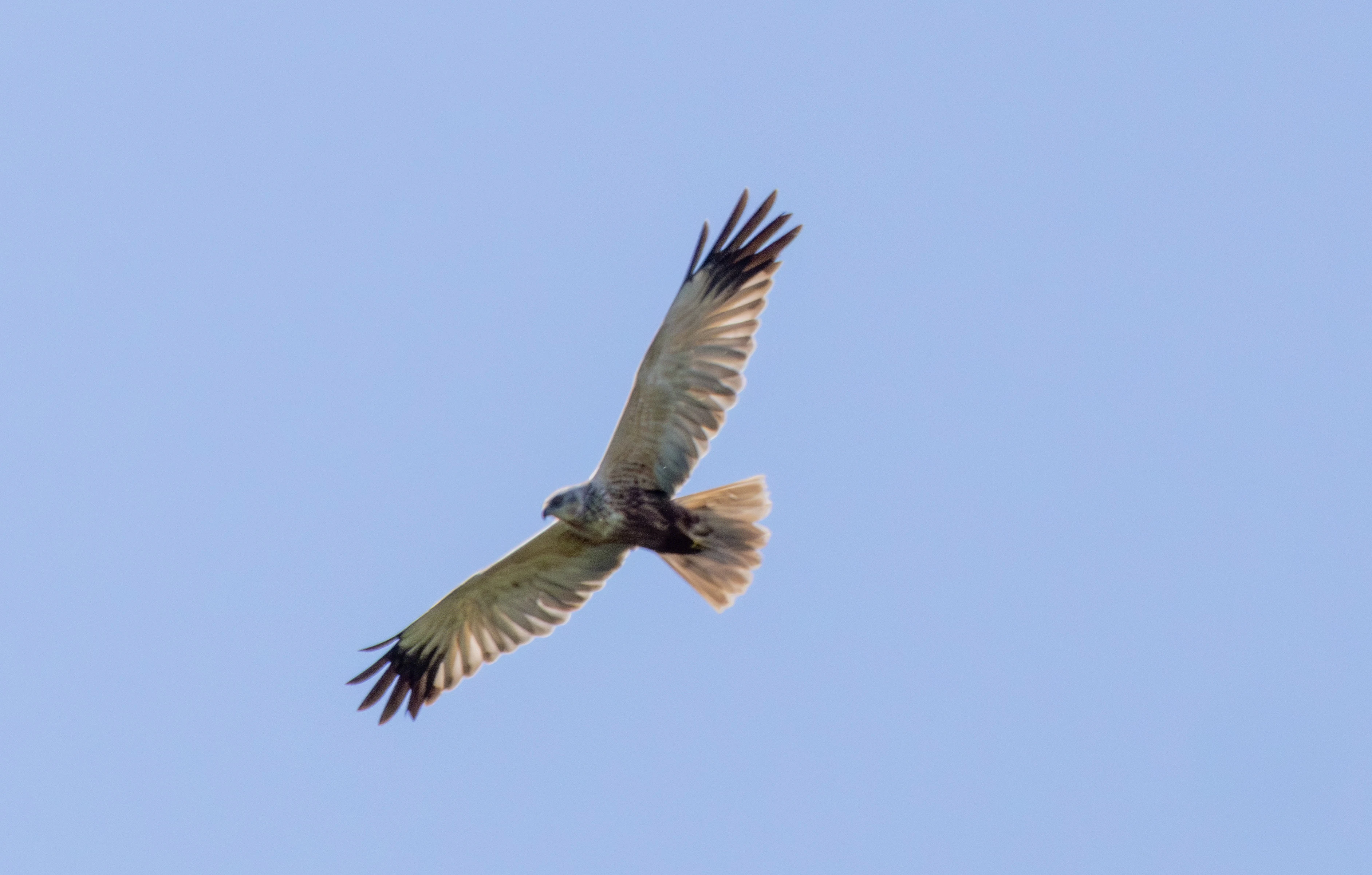 Western Marsh Harrier, Danube Delta, Romania — photo by Adam Prugel-Bennett