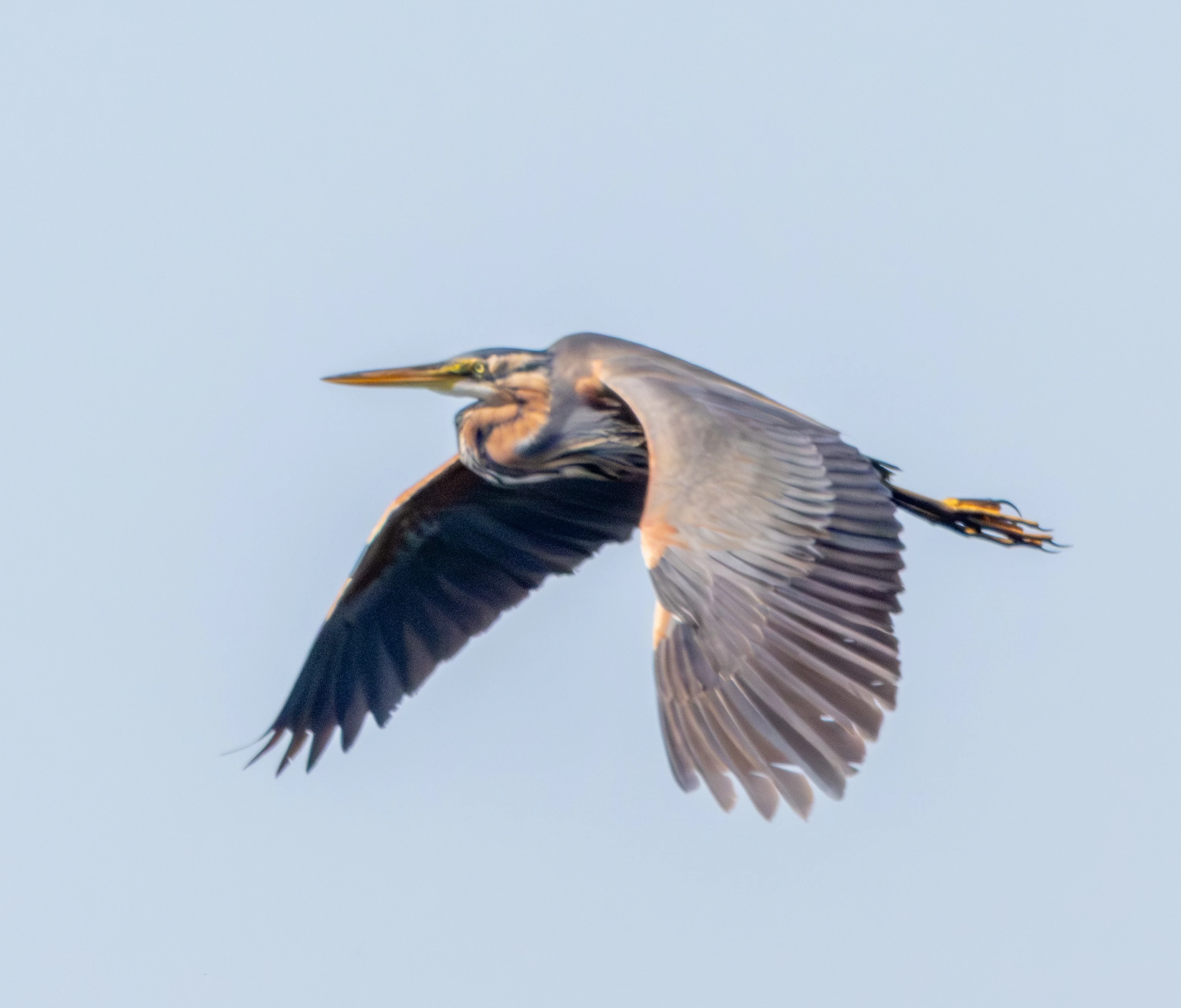 Purple Heron, Danube Delta, Romania — photo by Adam Prugel-Bennett