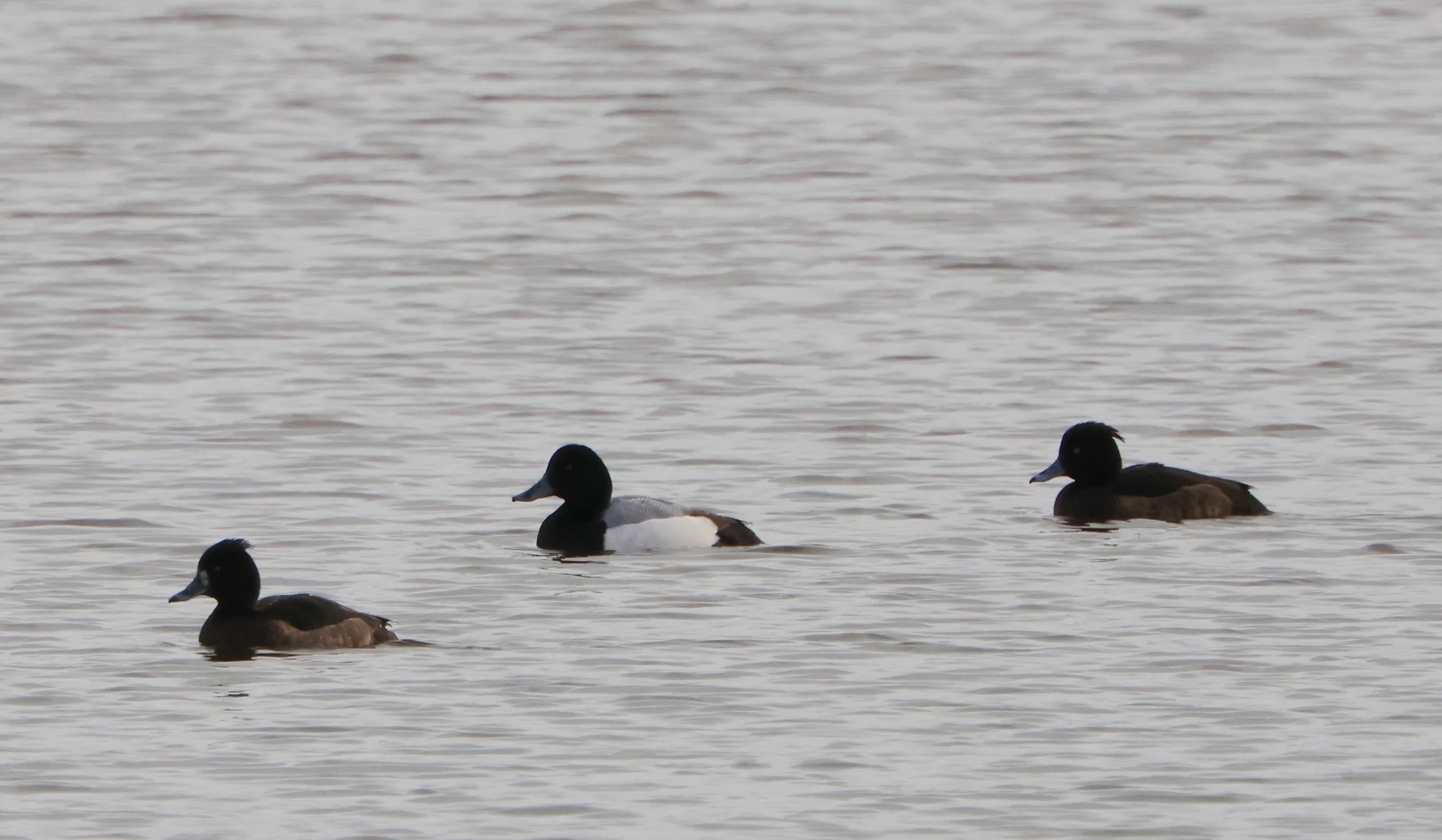 Lesser scaup with Tufted duck, Lymington, New Forest, UK — photo by Adam Prugel-Bennett