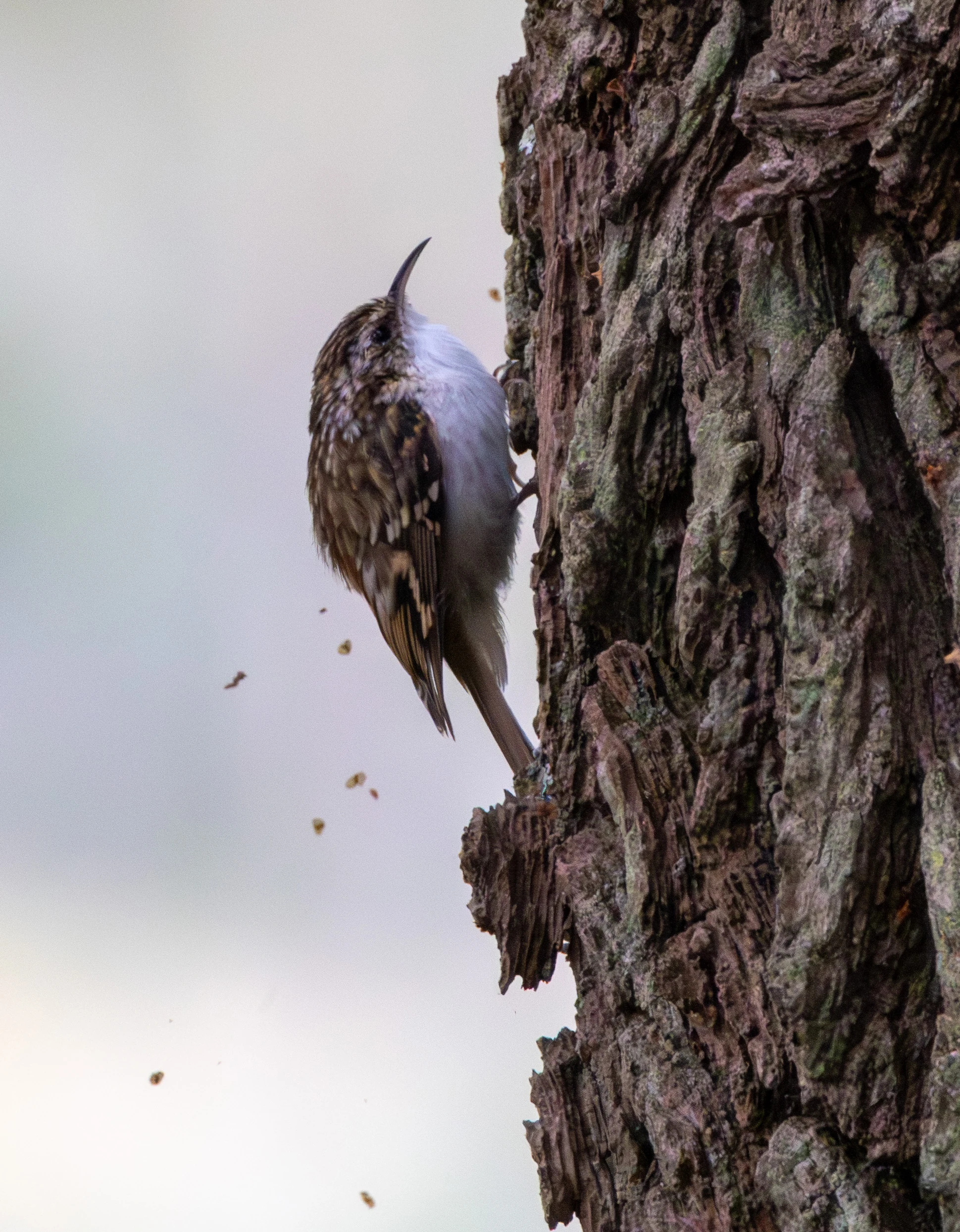 Eurasian Treecreeper, Pig Bush, Hampshire, UK — photo by Adam Prugel-Bennett