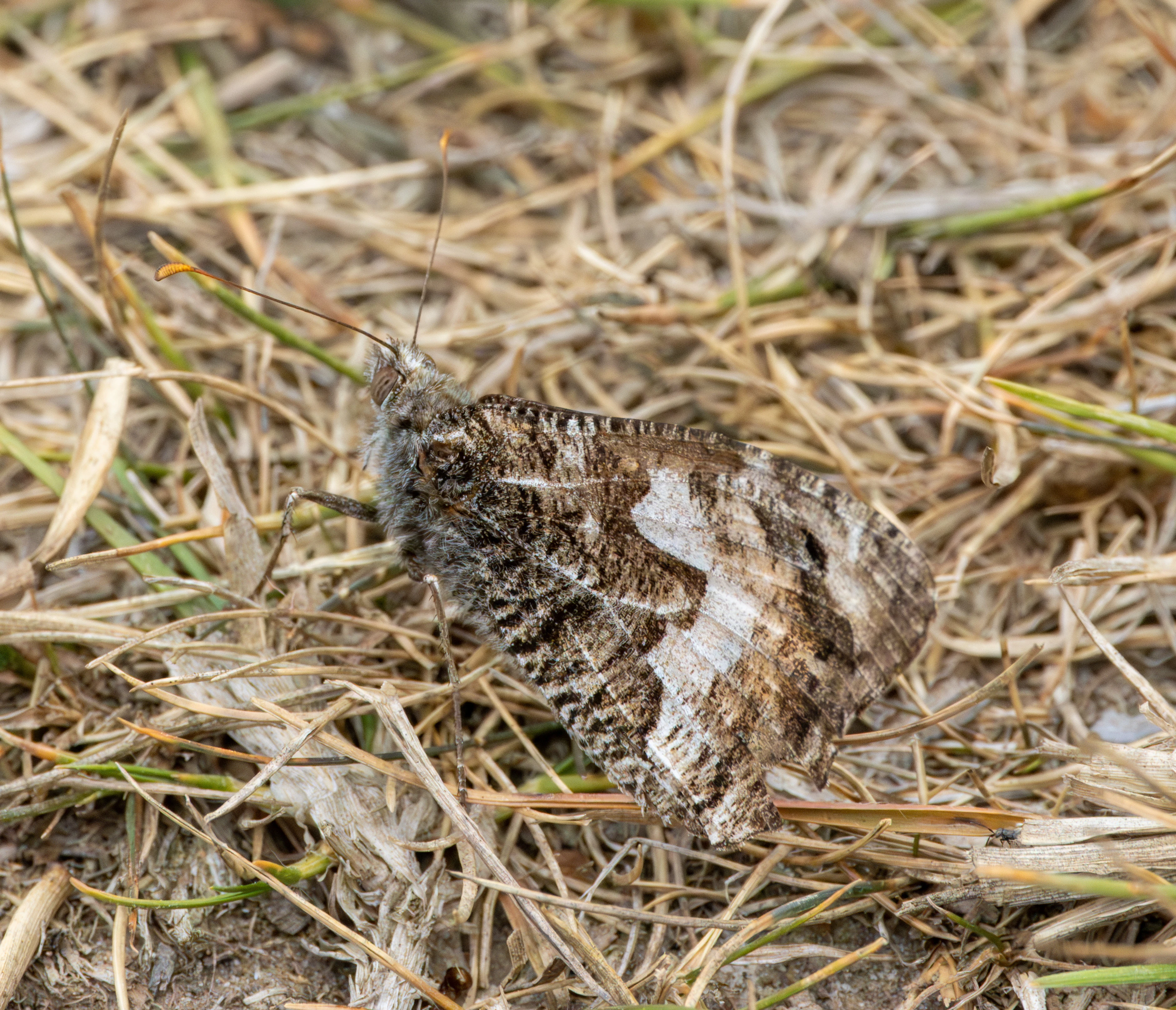 Grayling butterfly, Pig Bush, Hampshire, UK — photo by Adam Prugel-Bennett