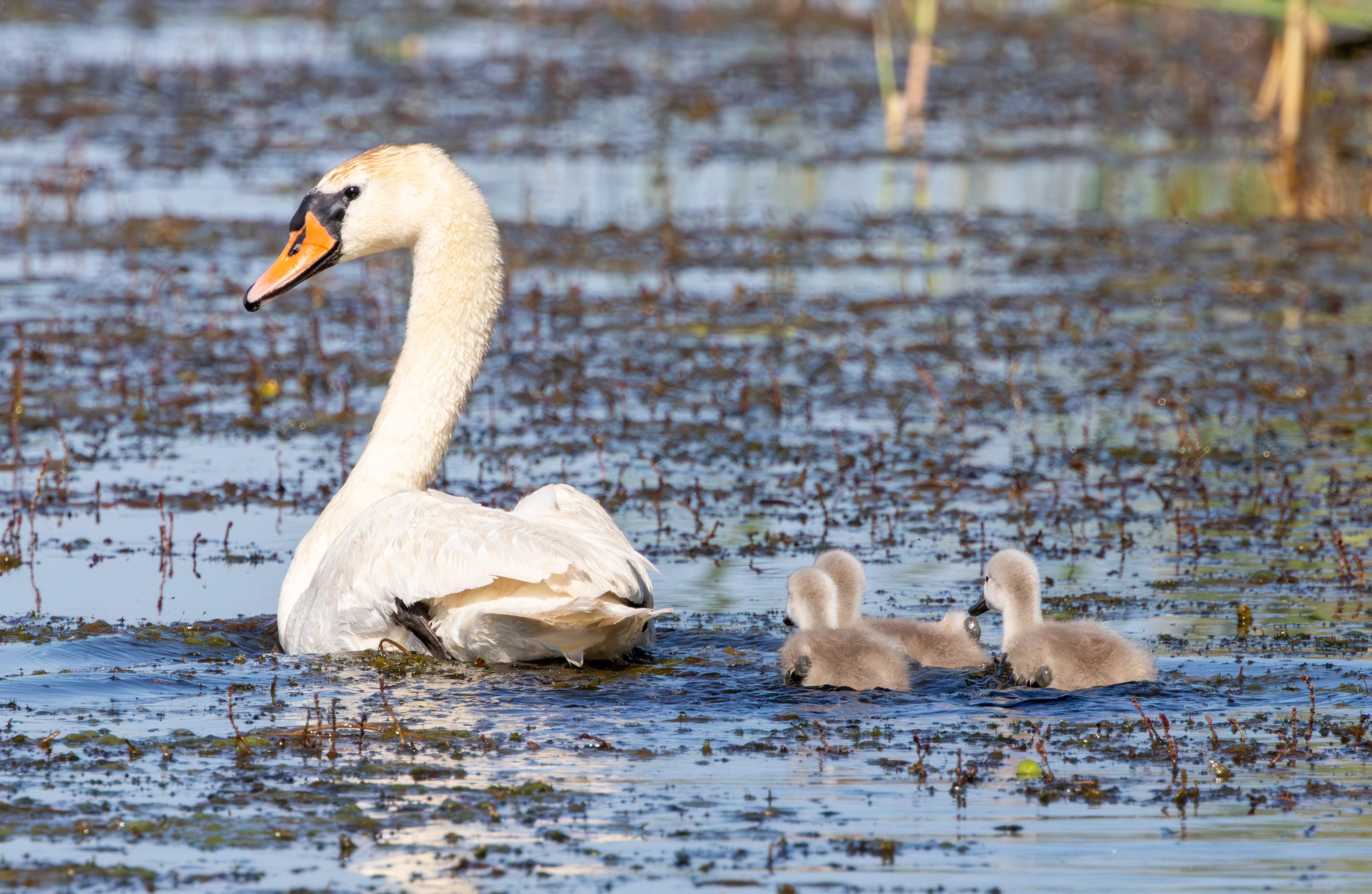 Mute Swan with cygnets, Danube Delta, Romania — photo by Adam Prugel-Bennett
