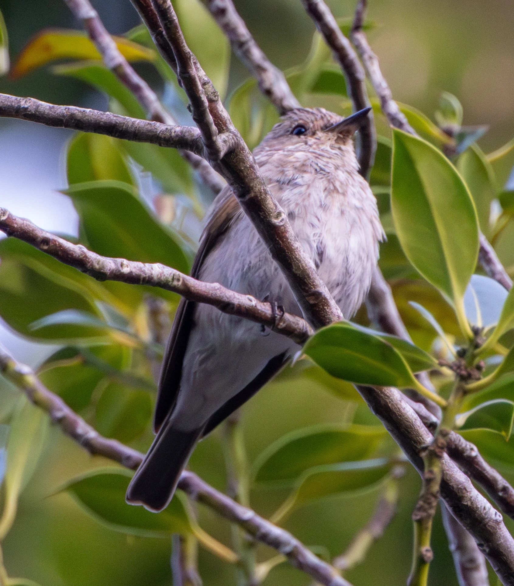 Spotted Flycatcher, Acres Down, Hampshire, UK — photo by Adam Prugel-Bennett