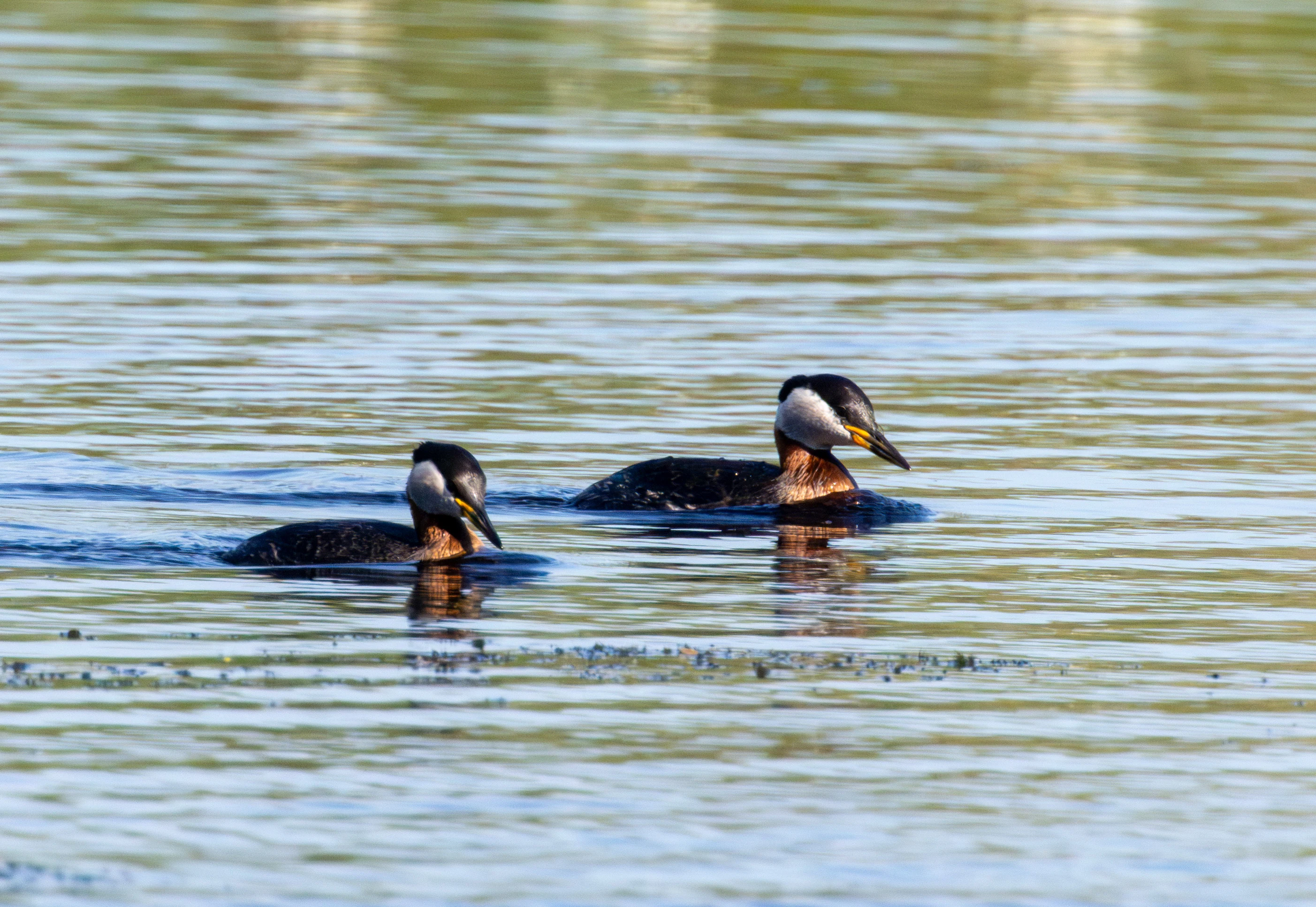Red-necked Grebe, Danube Delta, Romania — photo by Adam Prugel-Bennett
