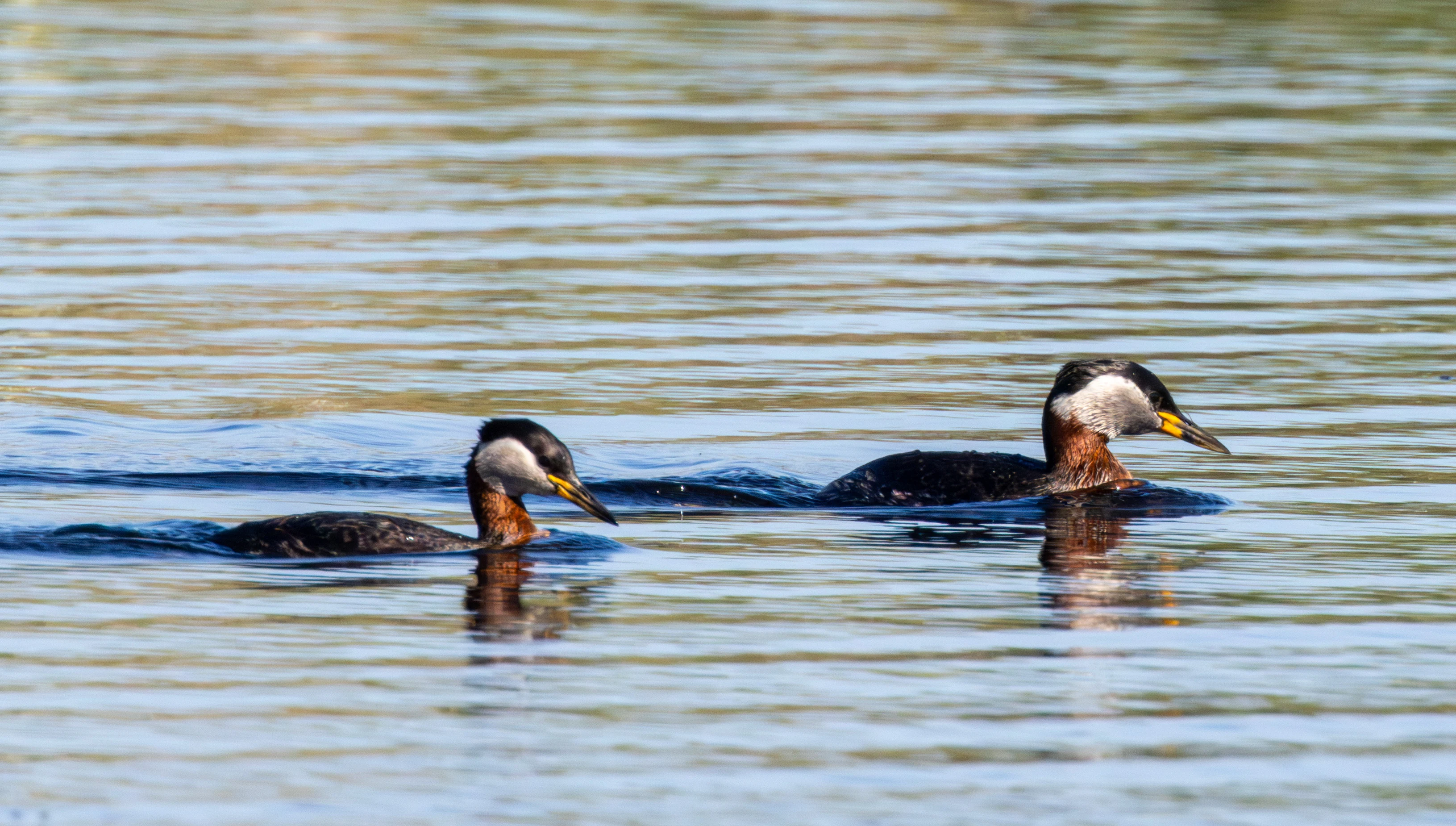 Red-necked Grebe, Danube Delta, Romania — photo by Adam Prugel-Bennett