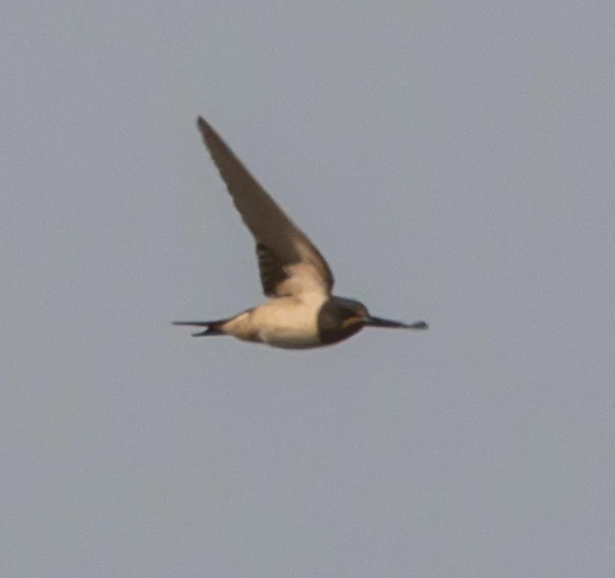 Barn swallow, Acres Down, Hampshire, UK — photo by Adam Prugel-Bennett