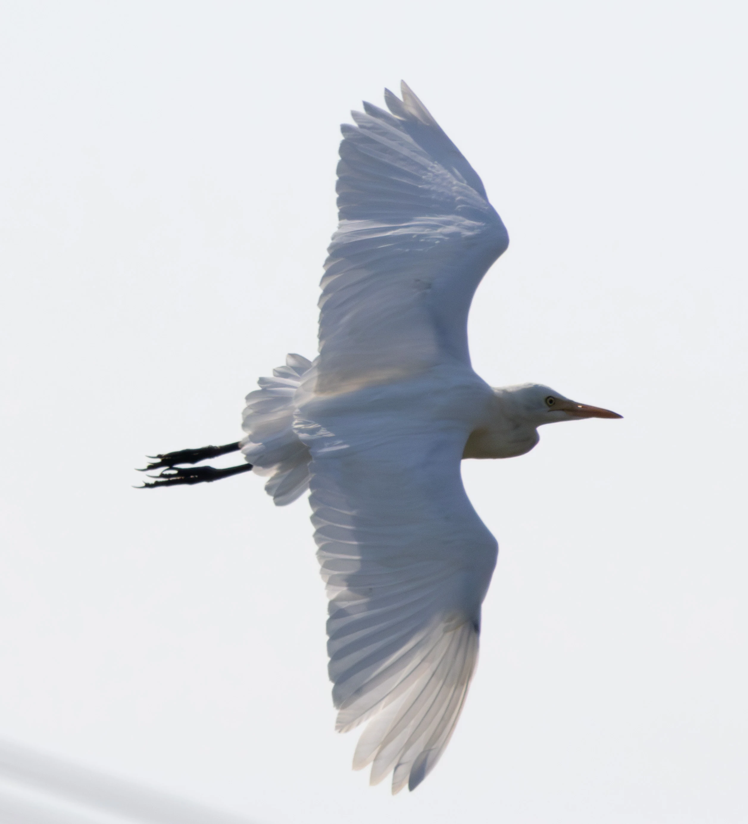Cattle Egret, Lower Test, Hampshire, UK — photo by Adam Prugel-Bennett