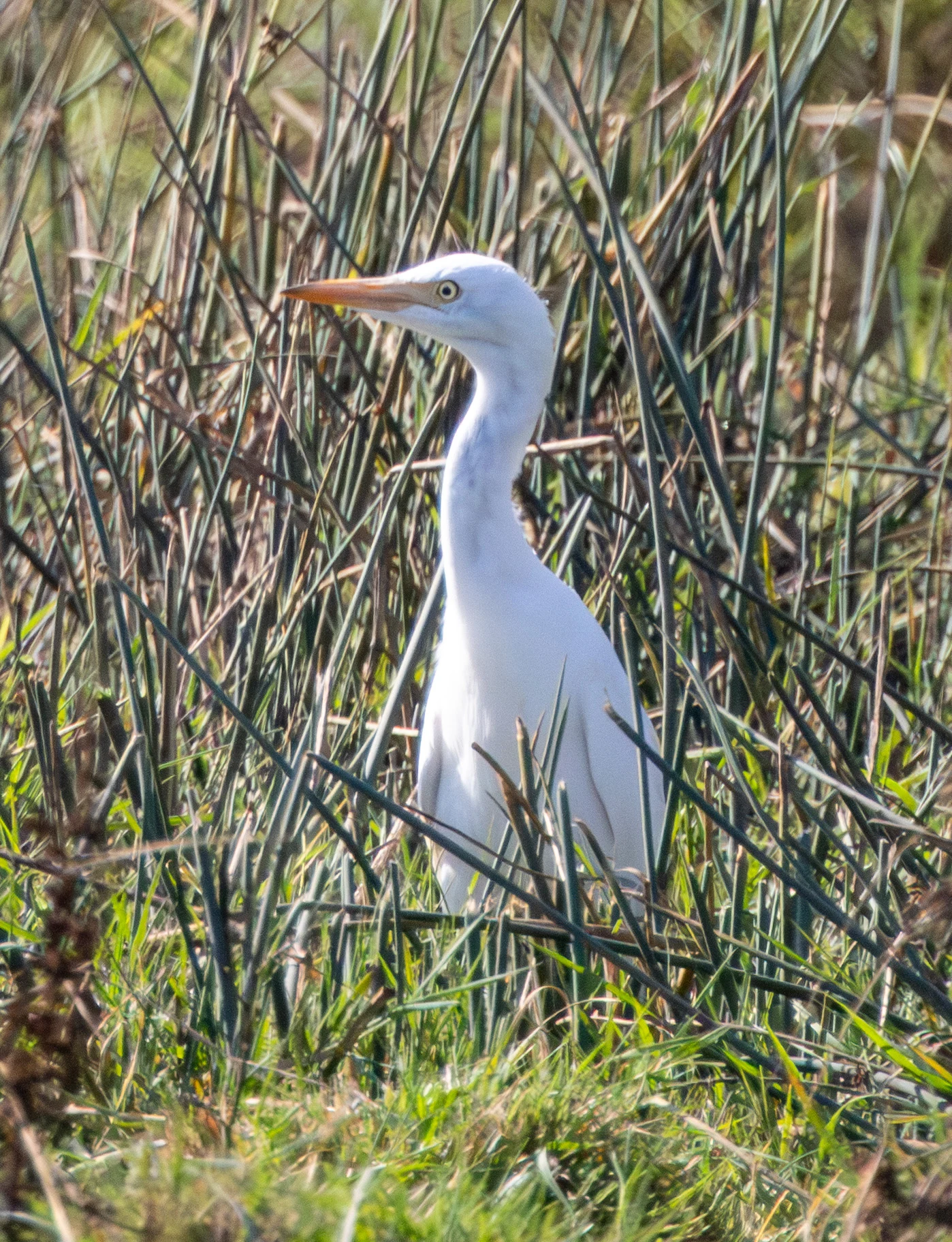 Cattle Egret, Lower Test, Hampshire, UK — photo by Adam Prugel-Bennett