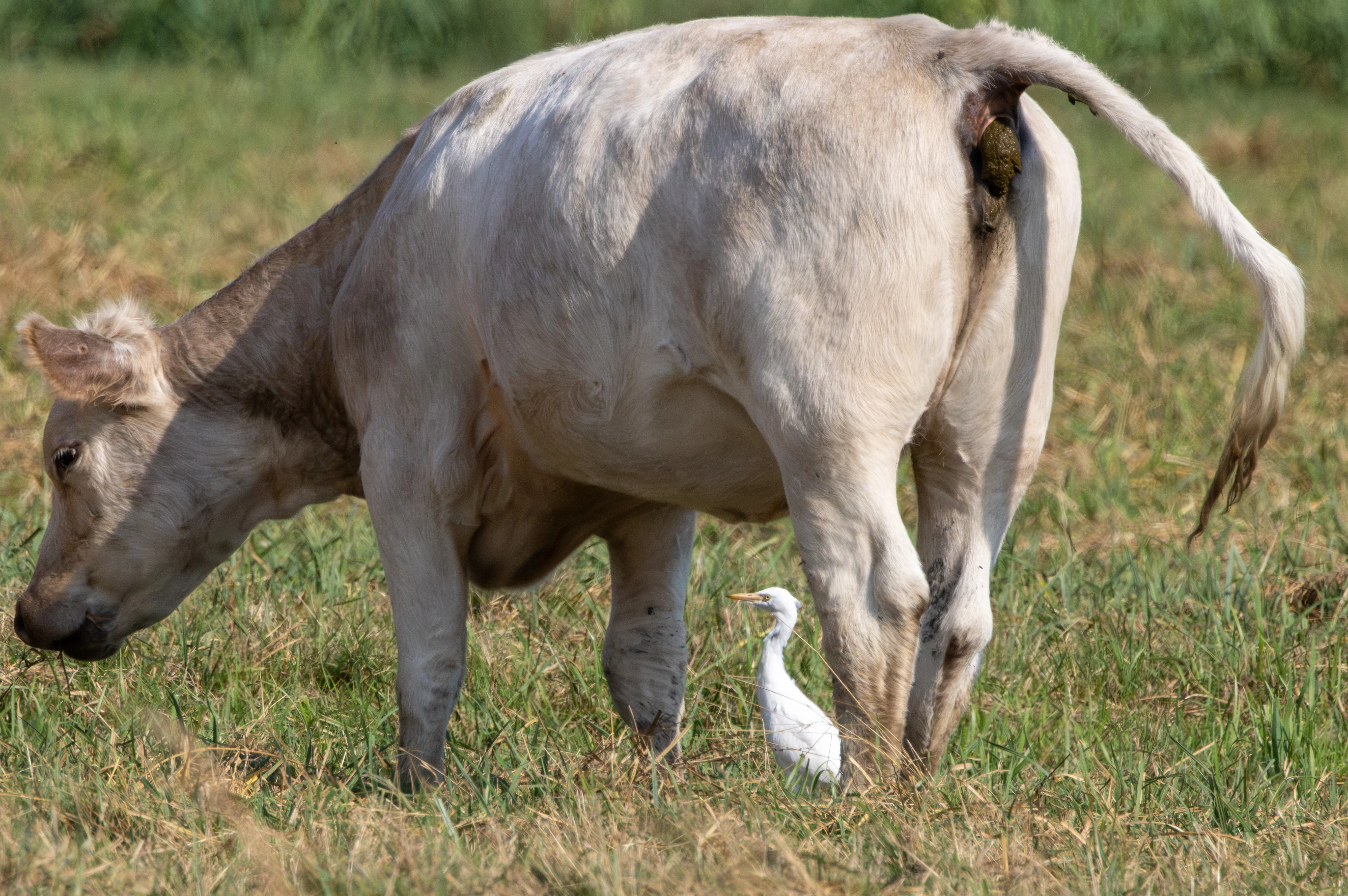 Cattle Egret and cow, Lower Test, Hampshire, UK — photo by Adam Prugel-Bennett