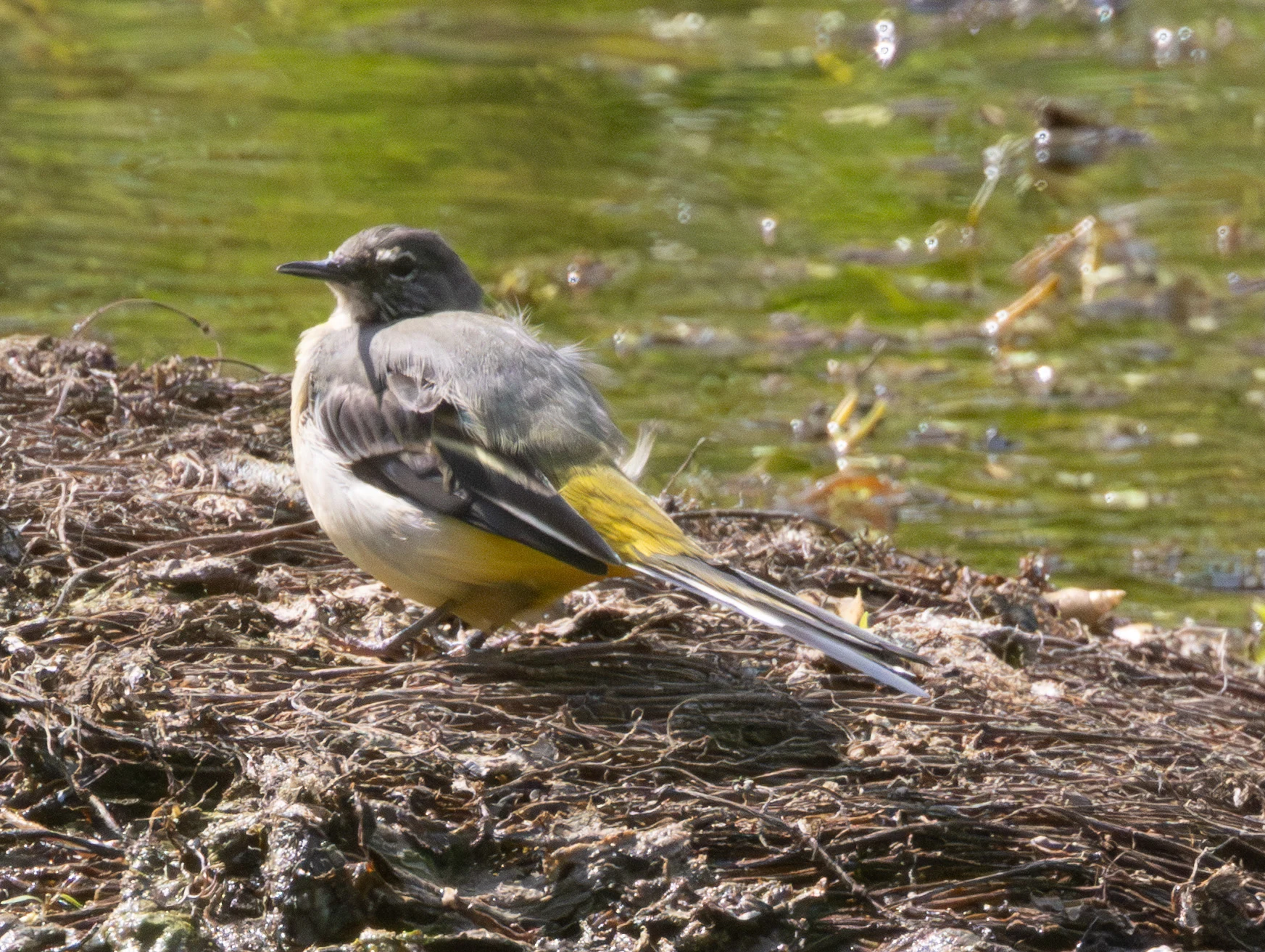 Grey Wagtail, Lower Test, Hampshire, UK — photo by Adam Prugel-Bennett