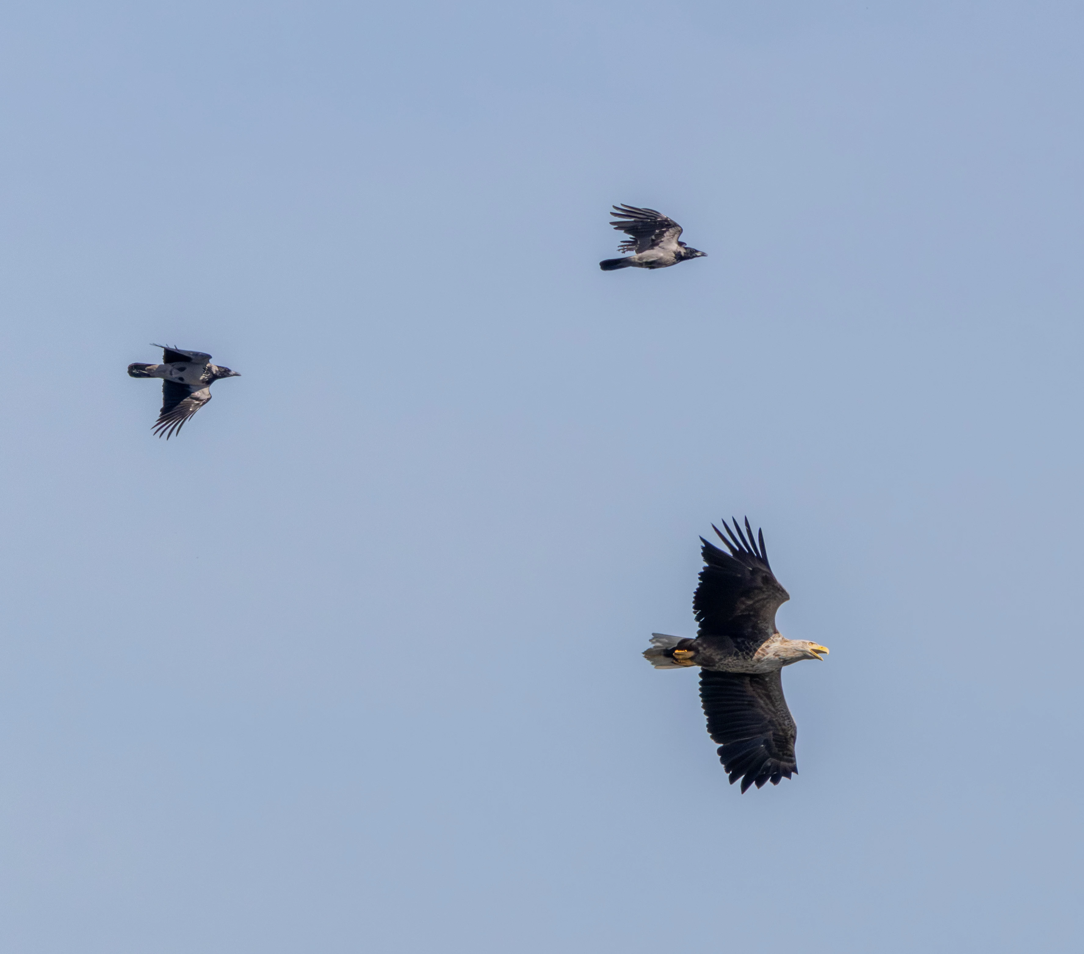 White-tailed Eagle and Hooded Crows in flight, Danube Delta, Romania — photo by Adam Prugel-Bennett