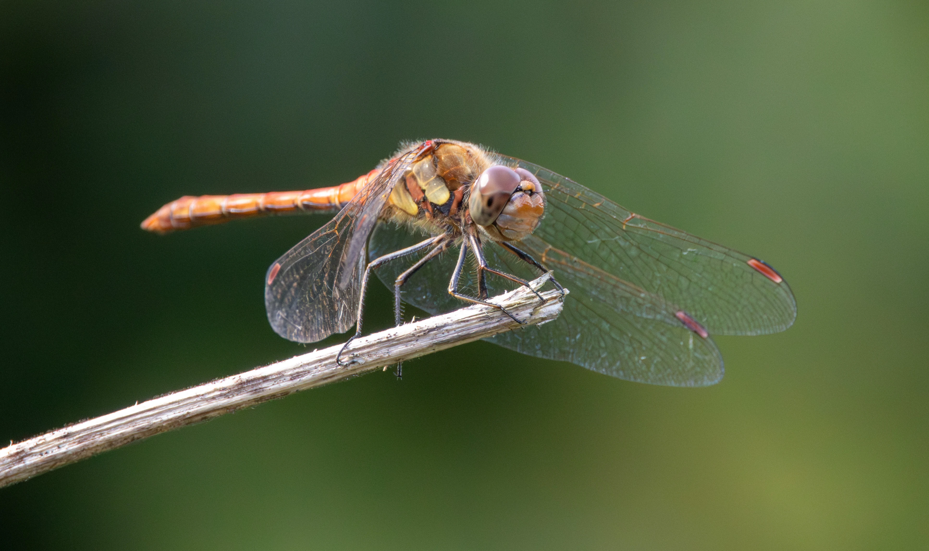 Common Darter, Lower Test, Hampshire, UK — photo by Adam Prugel-Bennett