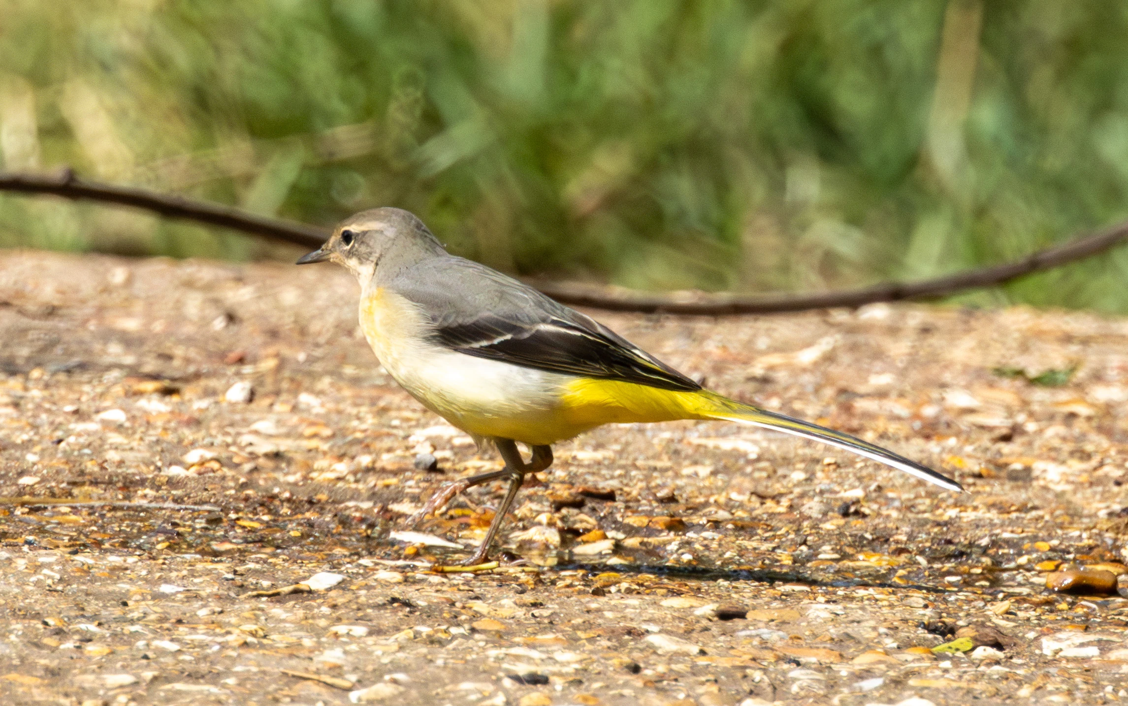 Grey Wagtail, Lower Test, Hampshire, UK — photo by Adam Prugel-Bennett