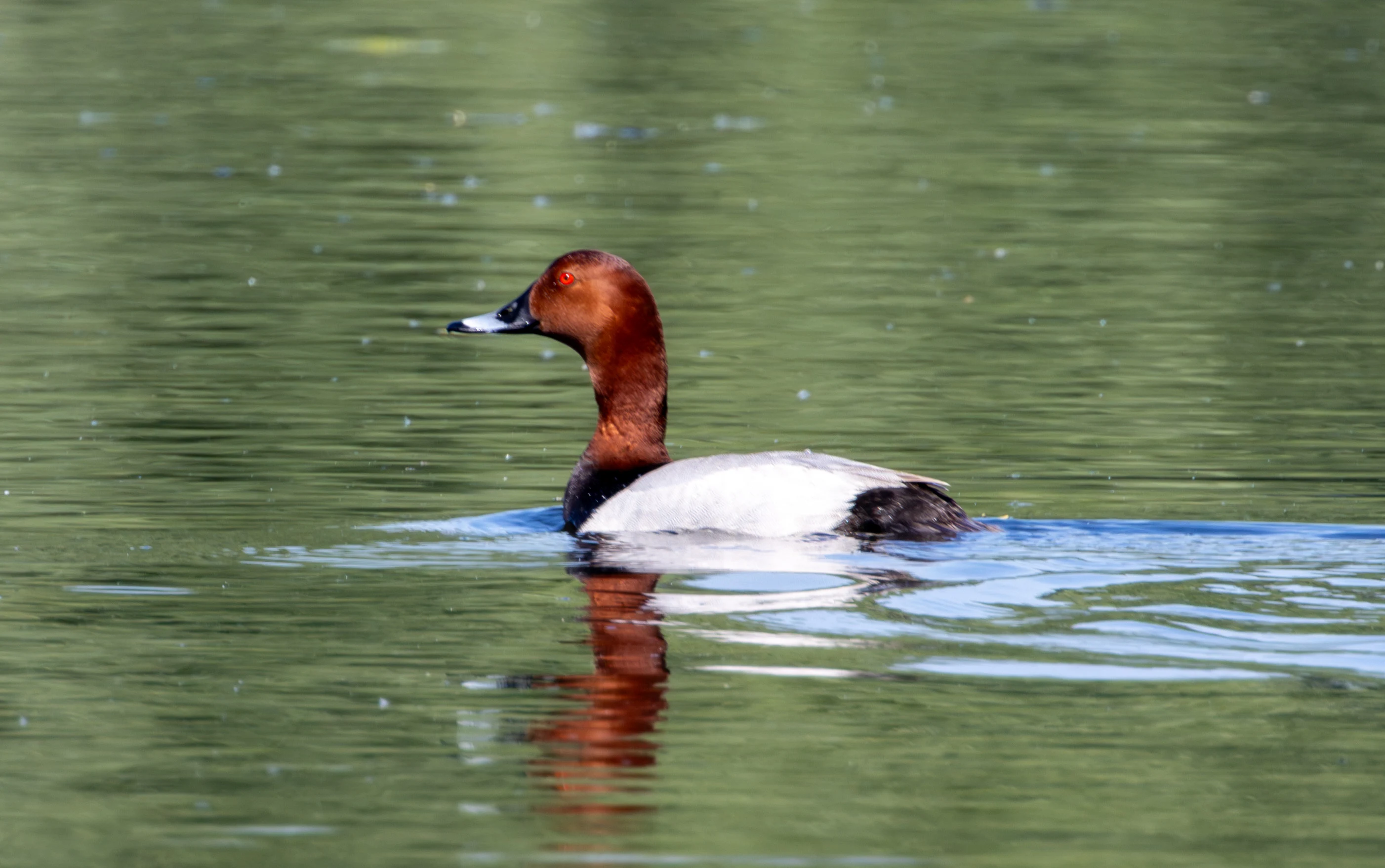 Common Pochard, Danube Delta, Romania — photo by Adam Prugel-Bennett