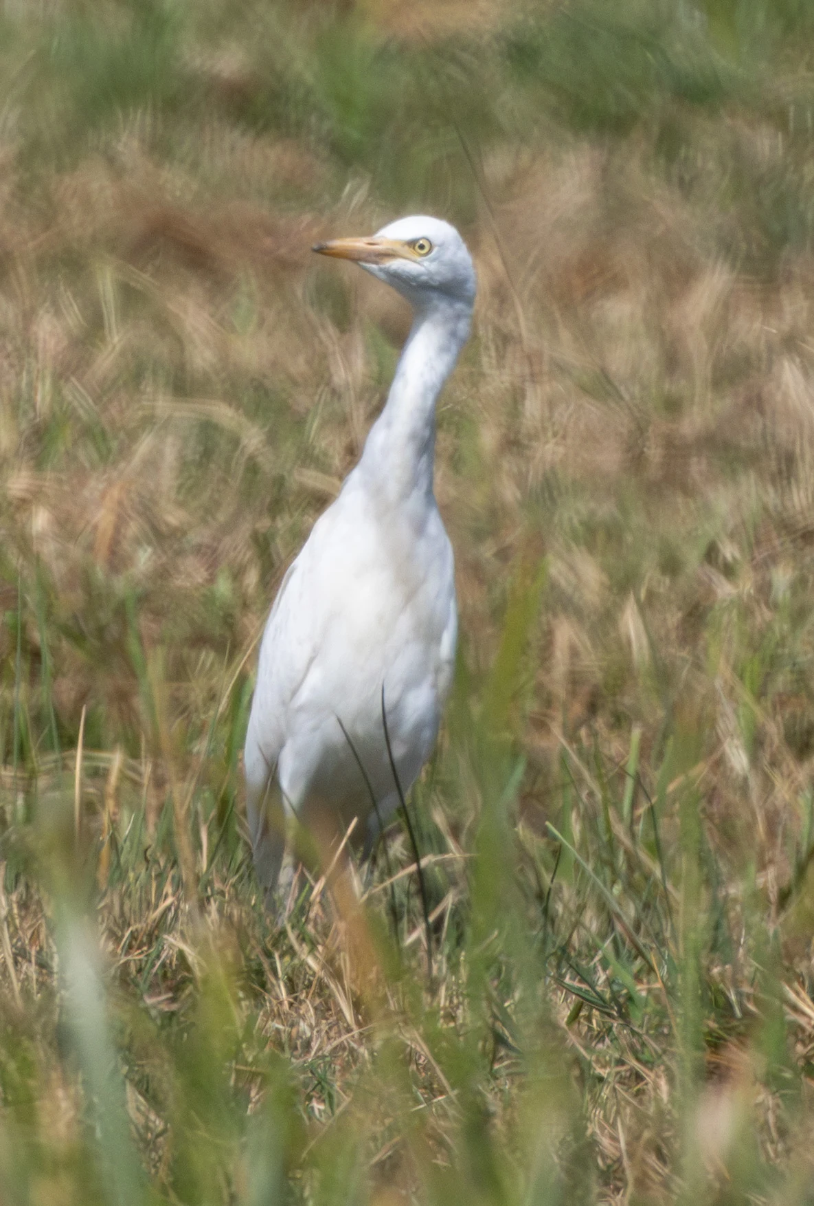 Cattle Egret, Lower Test, Hampshire, UK — photo by Adam Prugel-Bennett