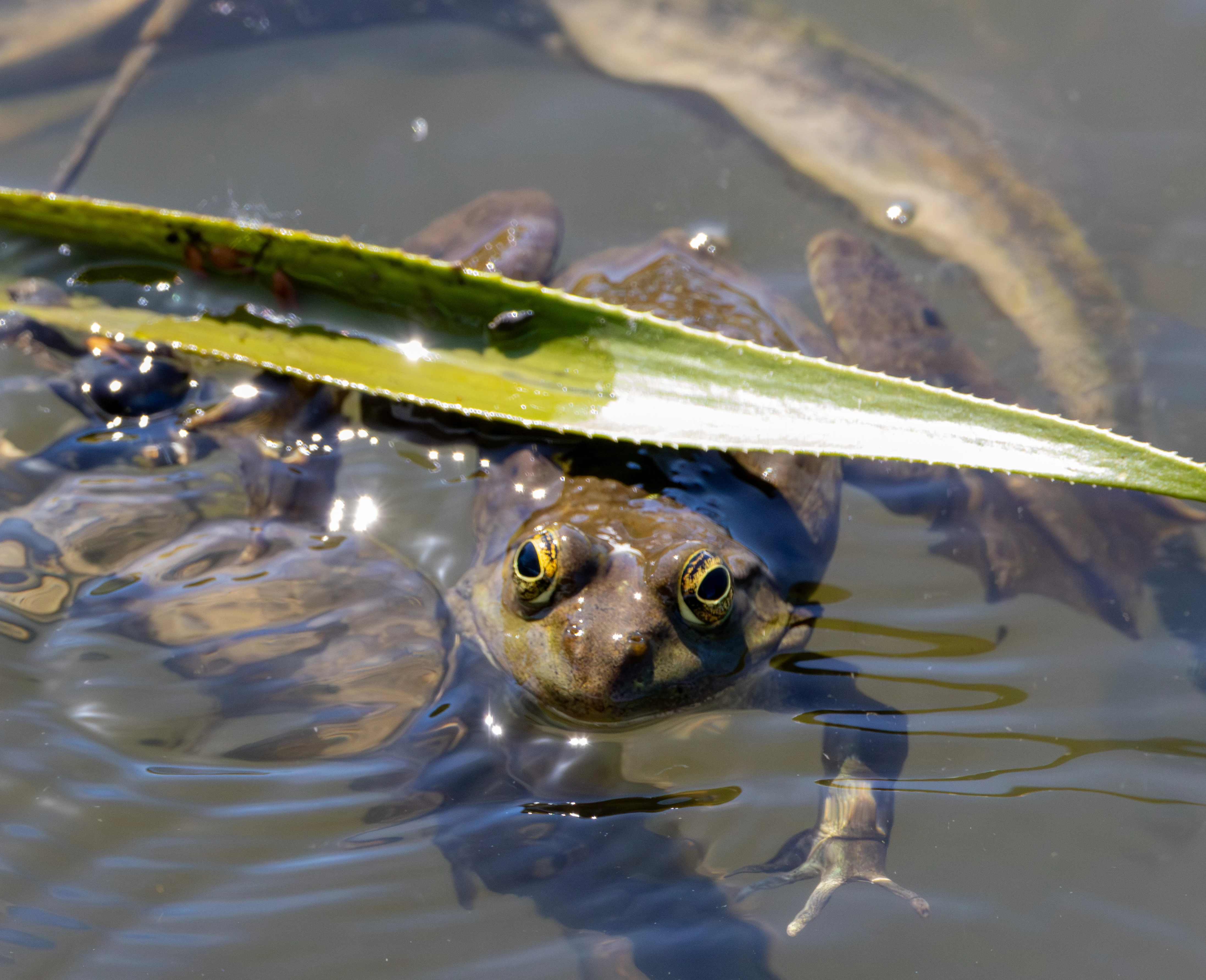 Common Frog, Danube Delta, Romania — photo by Adam Prugel-Bennett