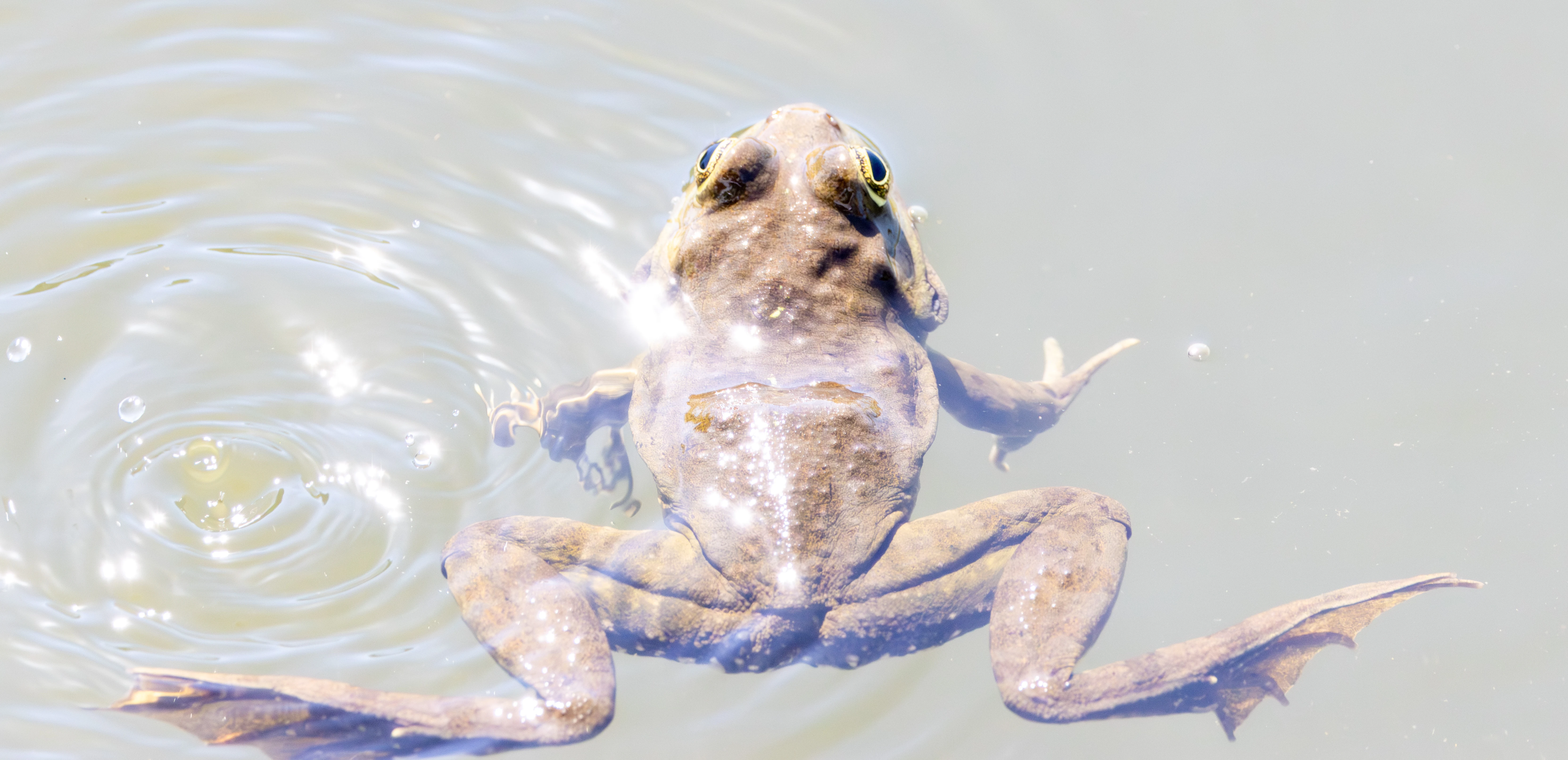 Common Frog, Danube Delta, Romania — photo by Adam Prugel-Bennett