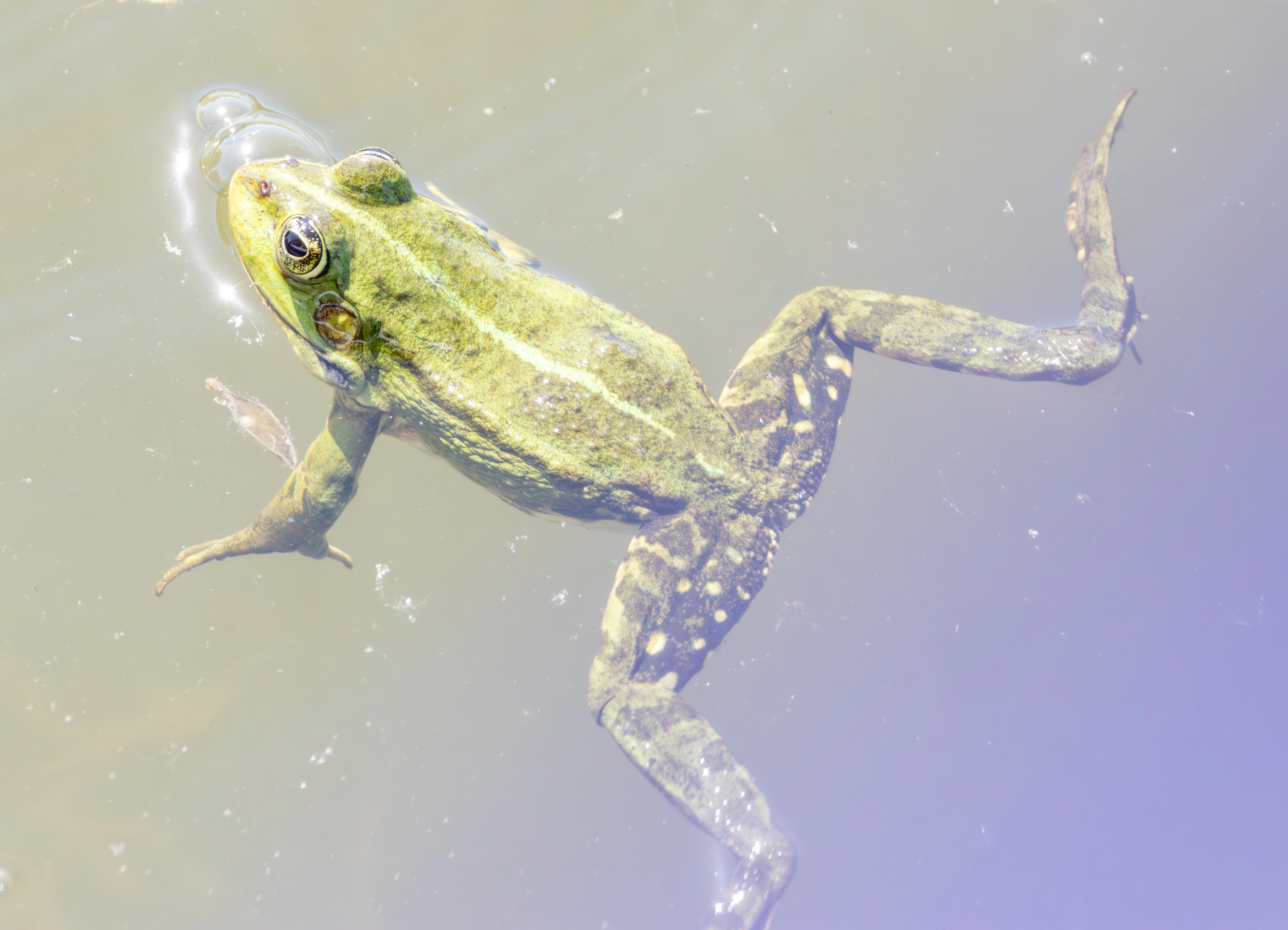 Edible Frog, Danube Delta, Romania — photo by Adam Prugel-Bennett