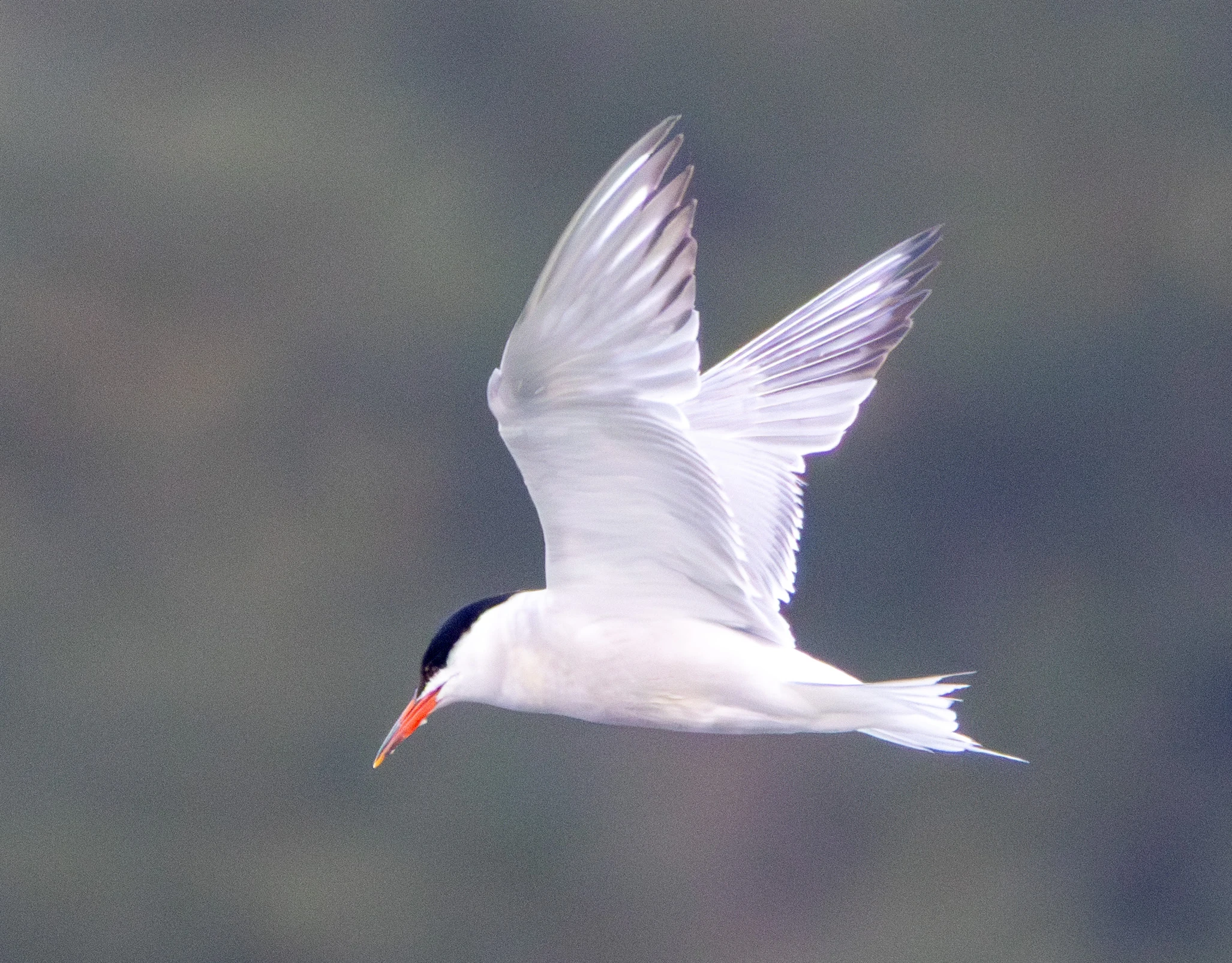 Common Tern, Lymington, Hampshire, UK — photo by Adam Prugel-Bennett