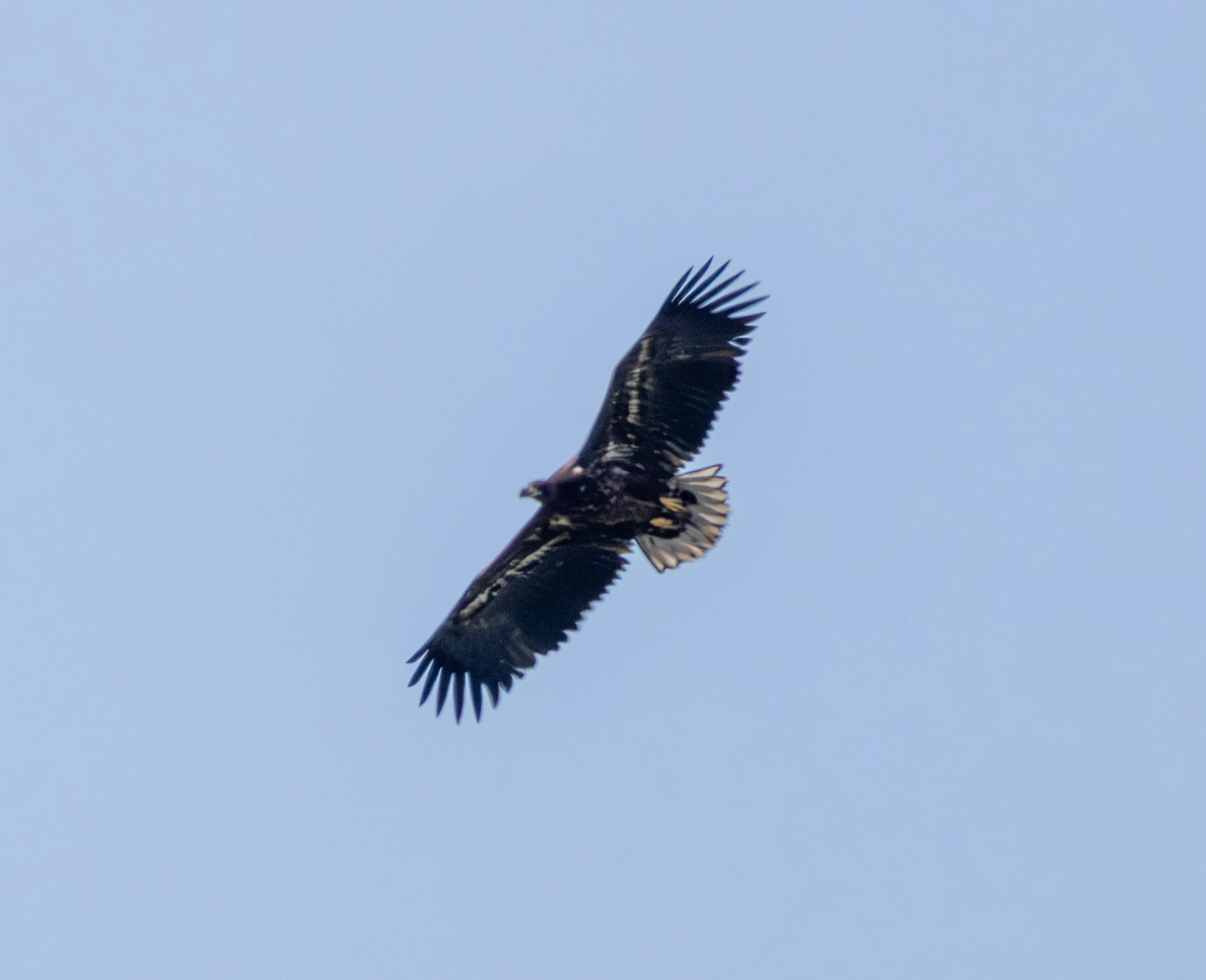 White-tailed Eagle, Danube Delta, Romania — photo by Adam Prugel-Bennett
